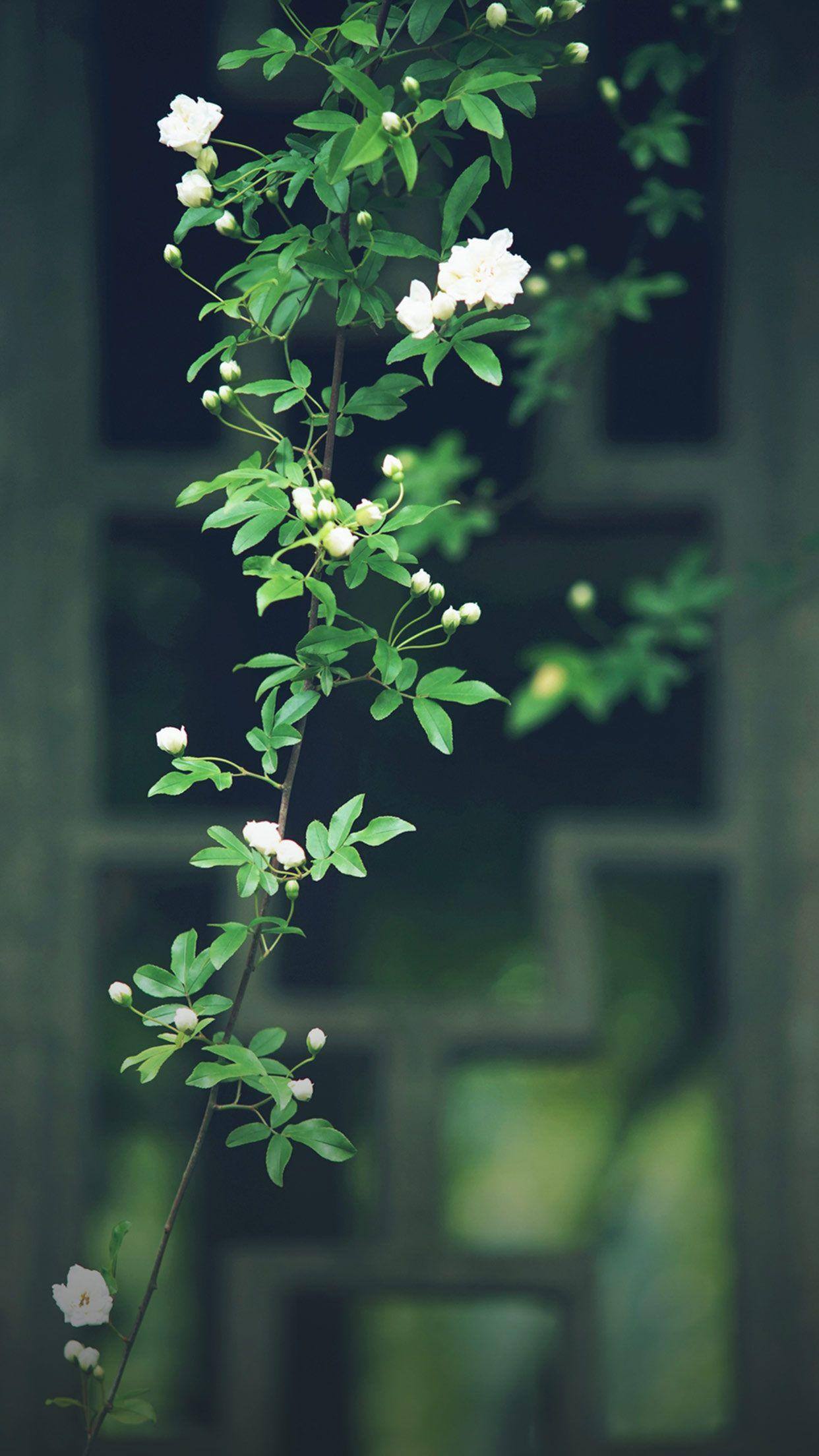 华为动态花朵壁纸壁纸预览