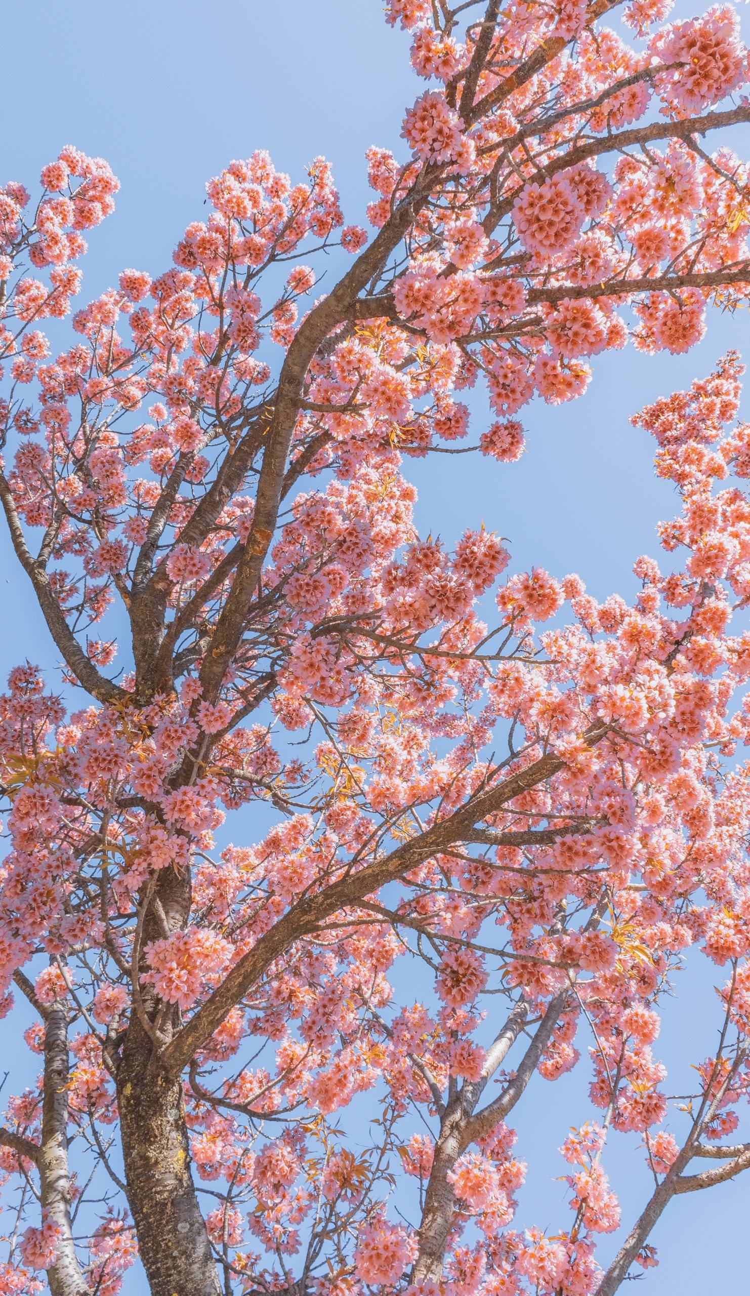 华为手表壁纸花朵壁纸预览