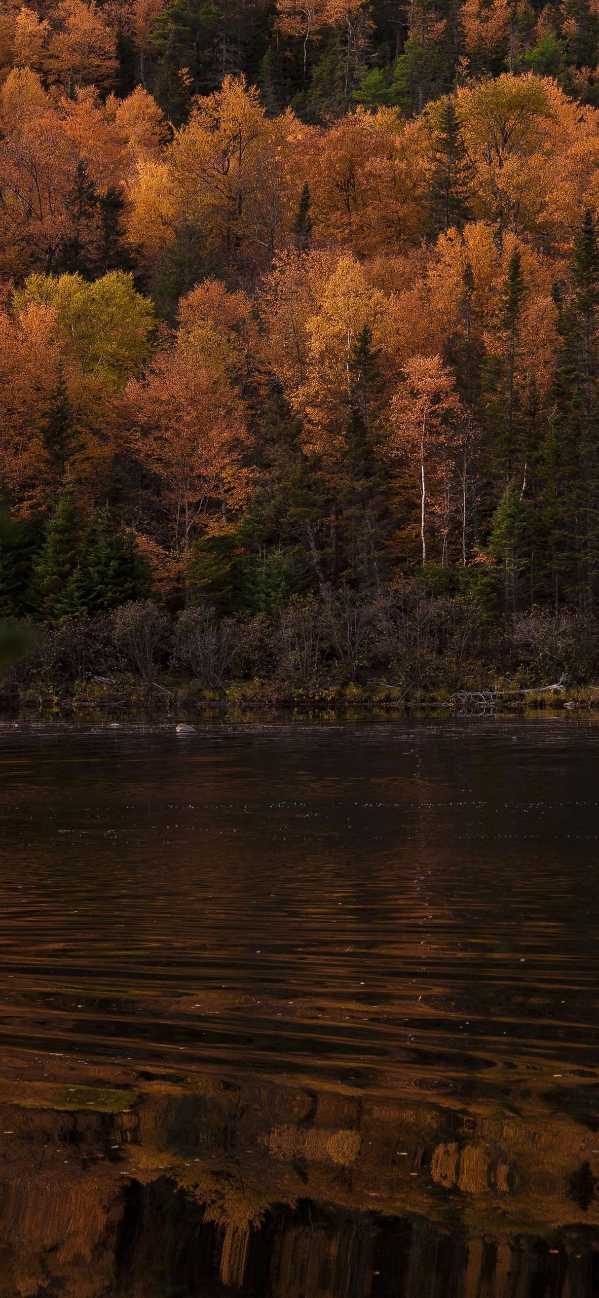 卡通花朵油画壁纸壁纸预览