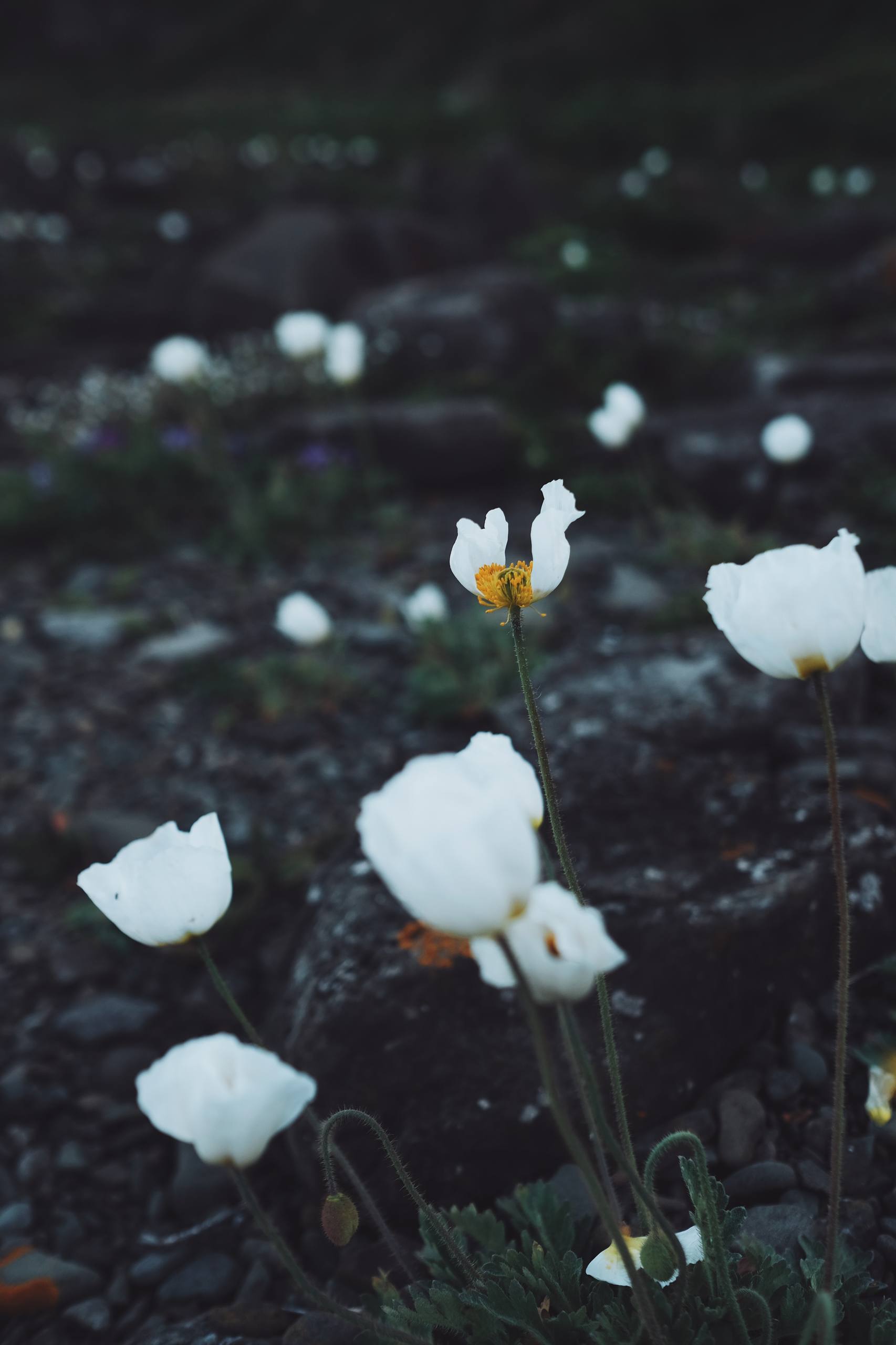 双层花朵皂盒图片高清壁纸壁纸预览