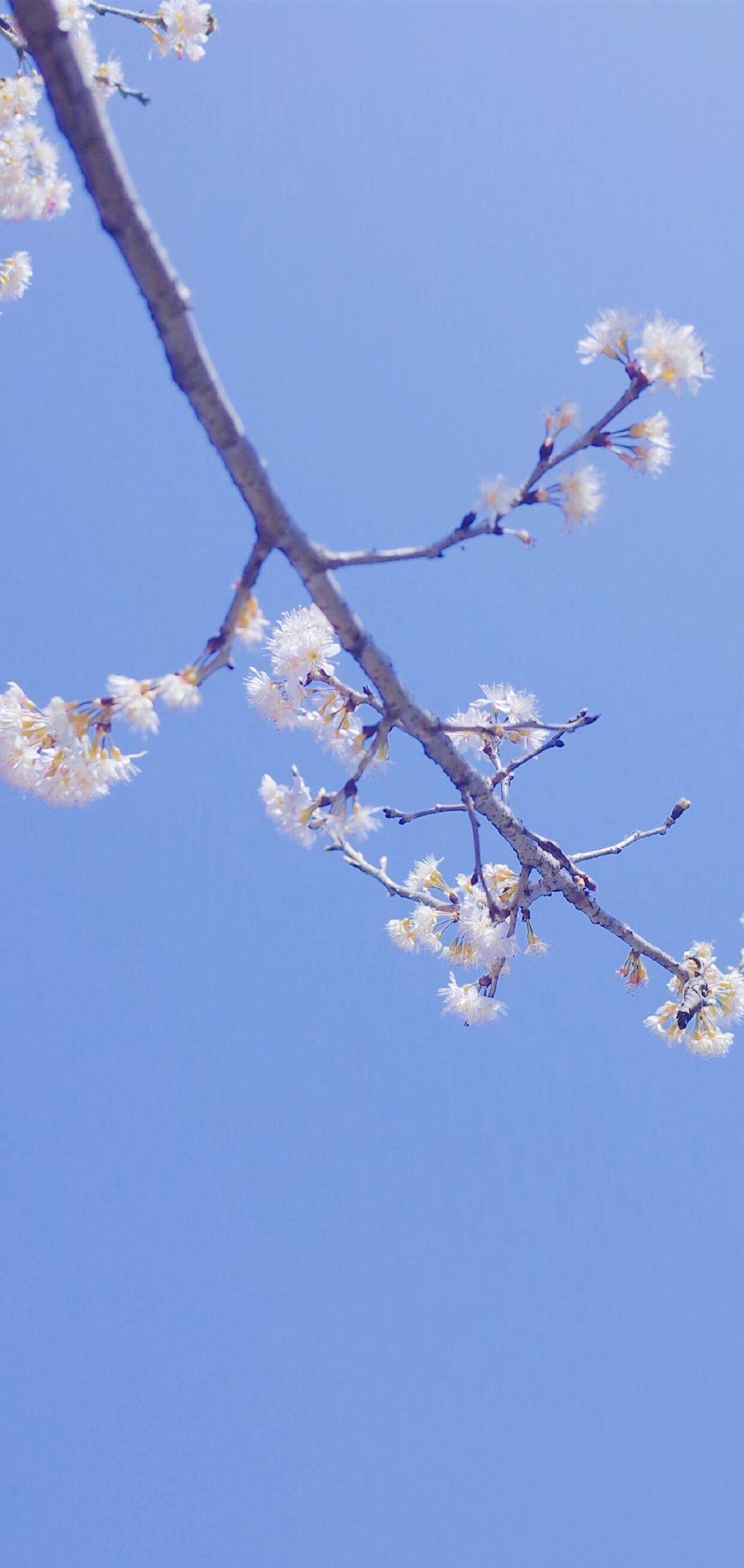 古风动态花朵壁纸图片壁纸预览