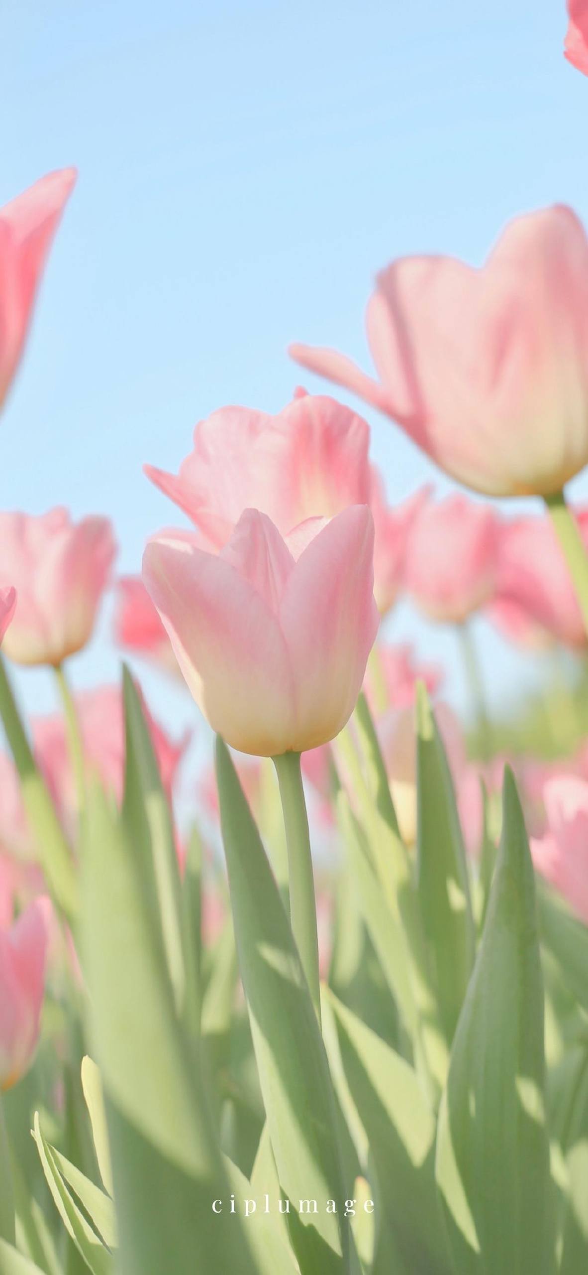 古风横屏壁纸花朵壁纸预览