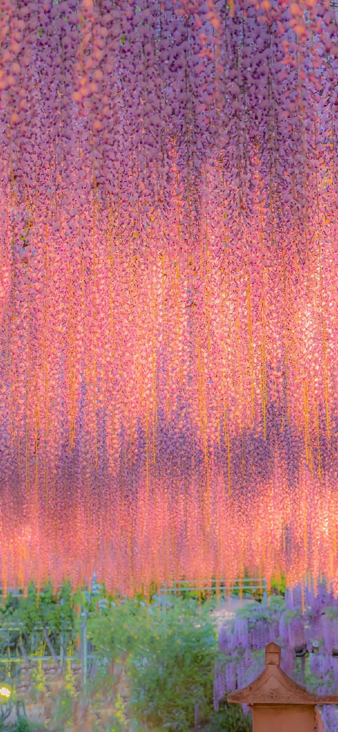 古风透明花朵壁纸壁纸预览