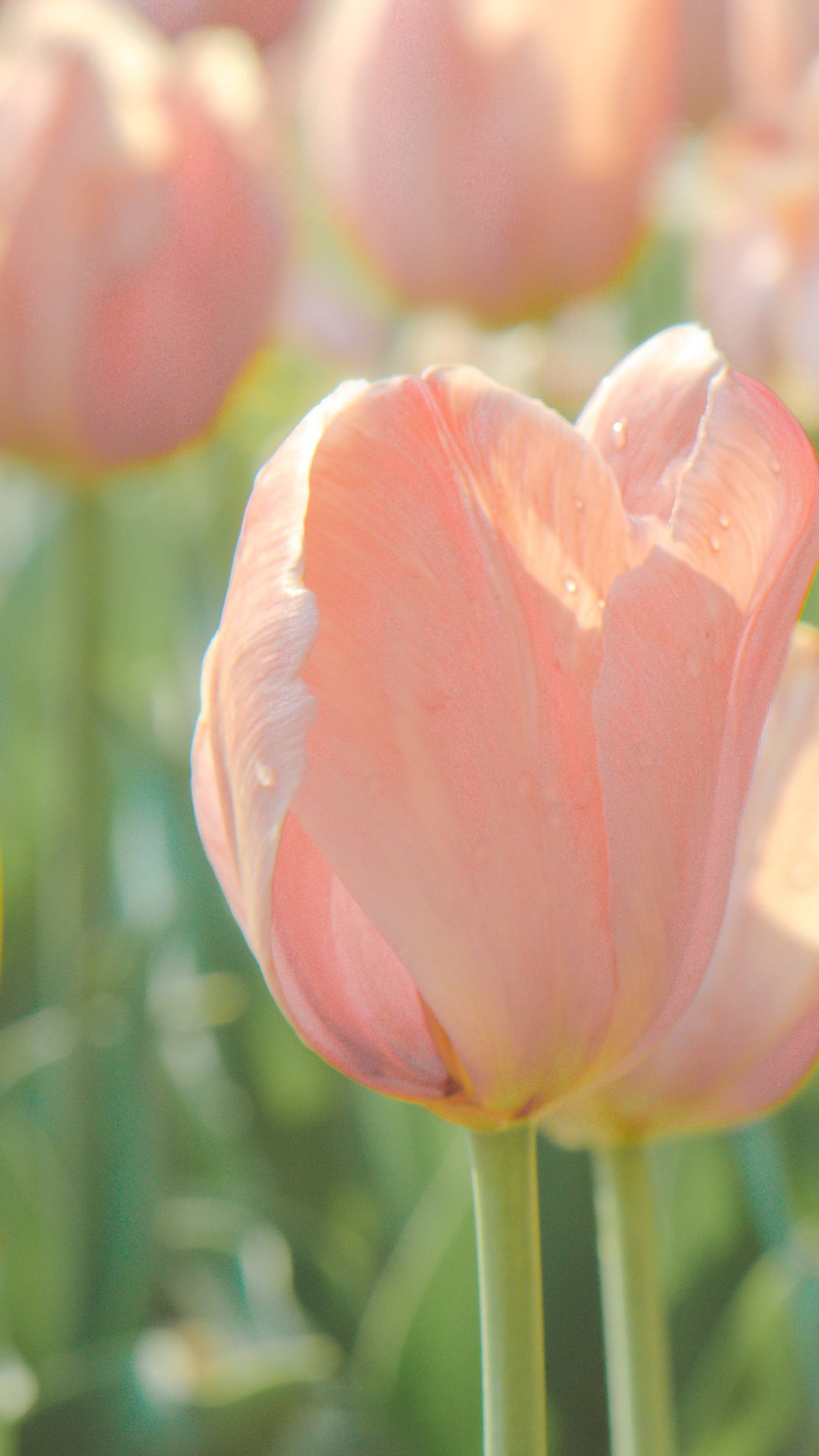 另类花朵壁纸壁纸预览