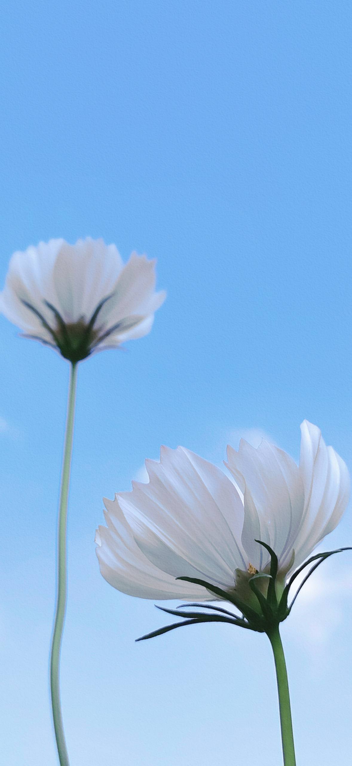 可爱花朵半身裙美女壁纸壁纸预览