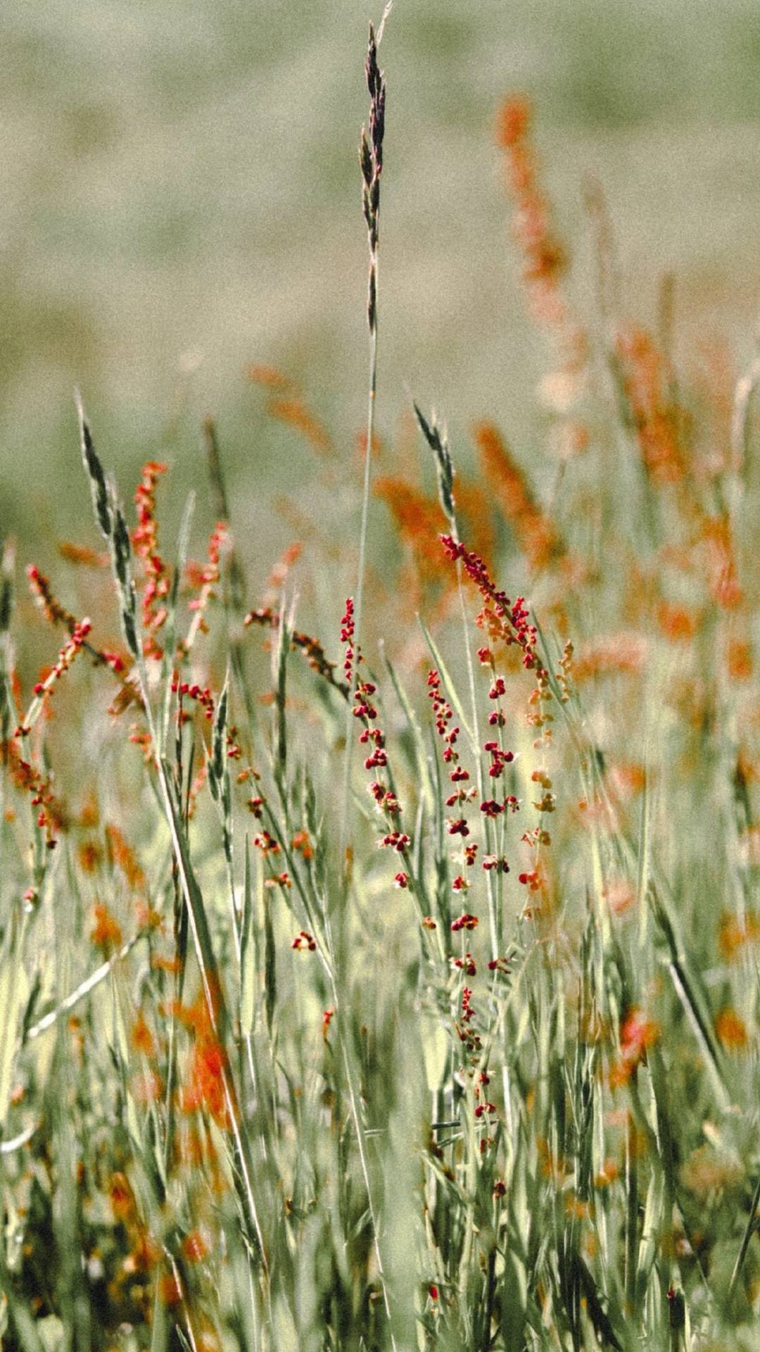 可爱花朵壁纸照片高清壁纸预览