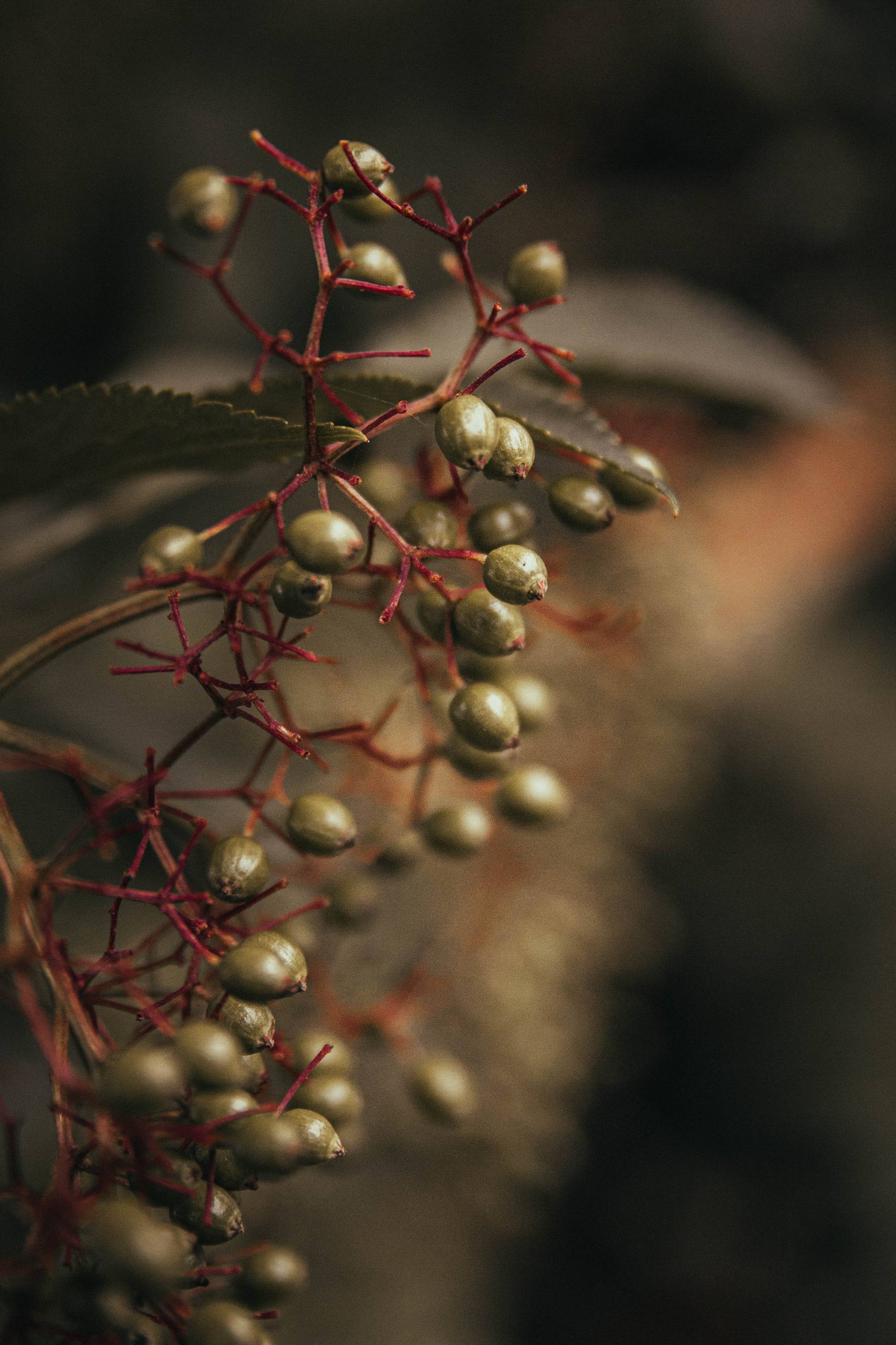 可爱花朵小头像壁纸壁纸预览