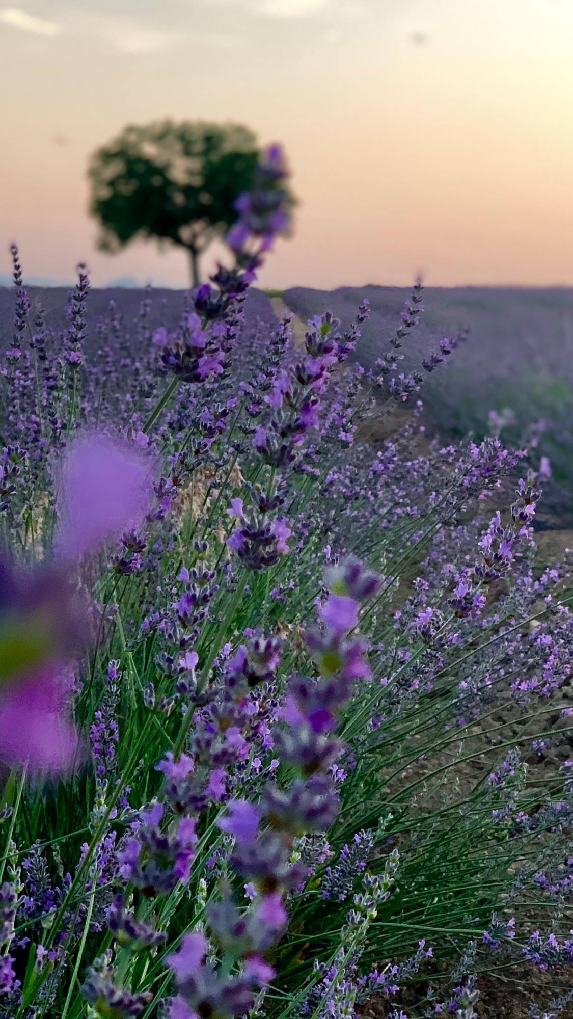 各种漂亮的花朵手机壁纸壁纸预览