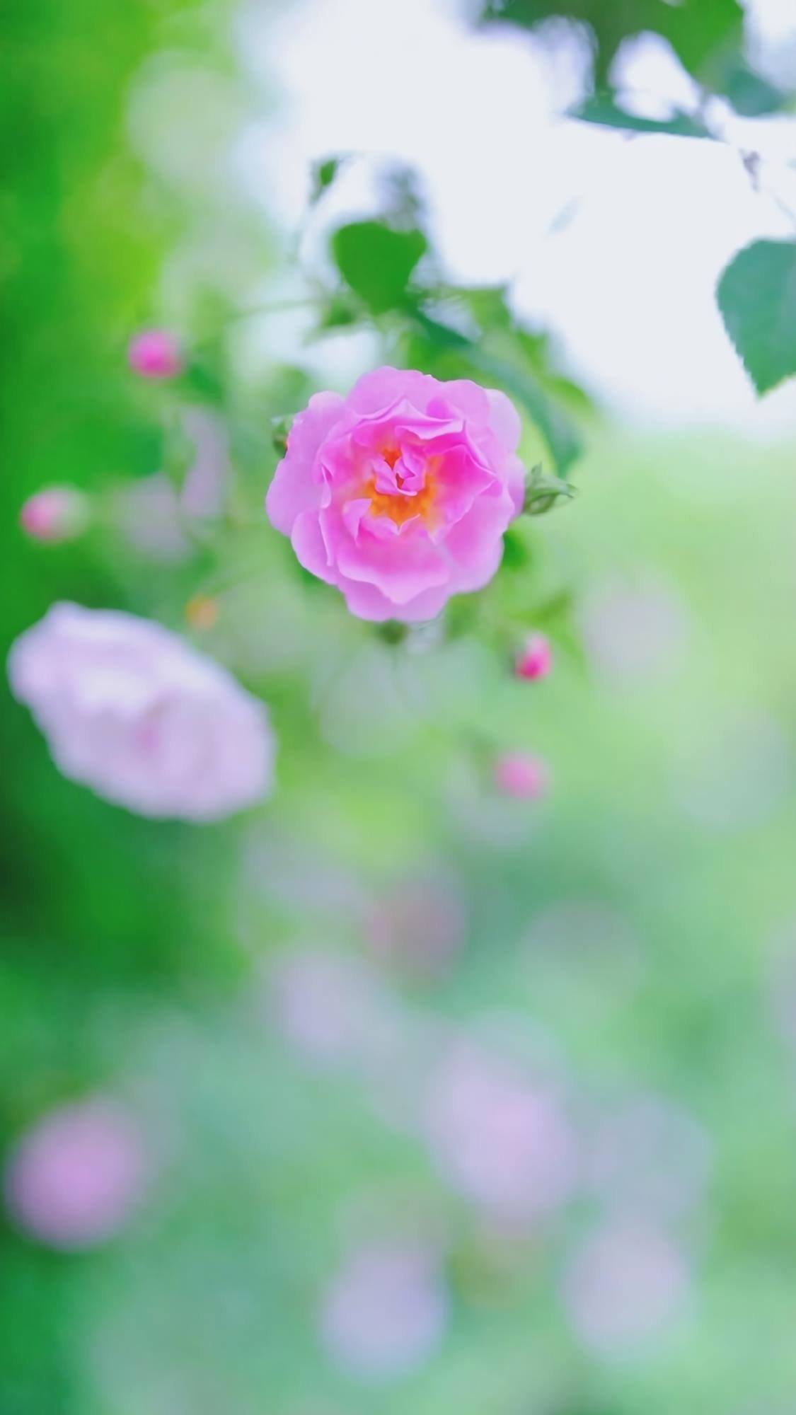 各种花朵壁纸图片壁纸预览