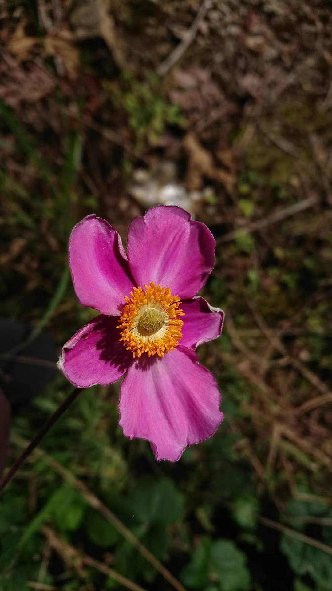 唯美动态花朵高清壁纸壁纸预览