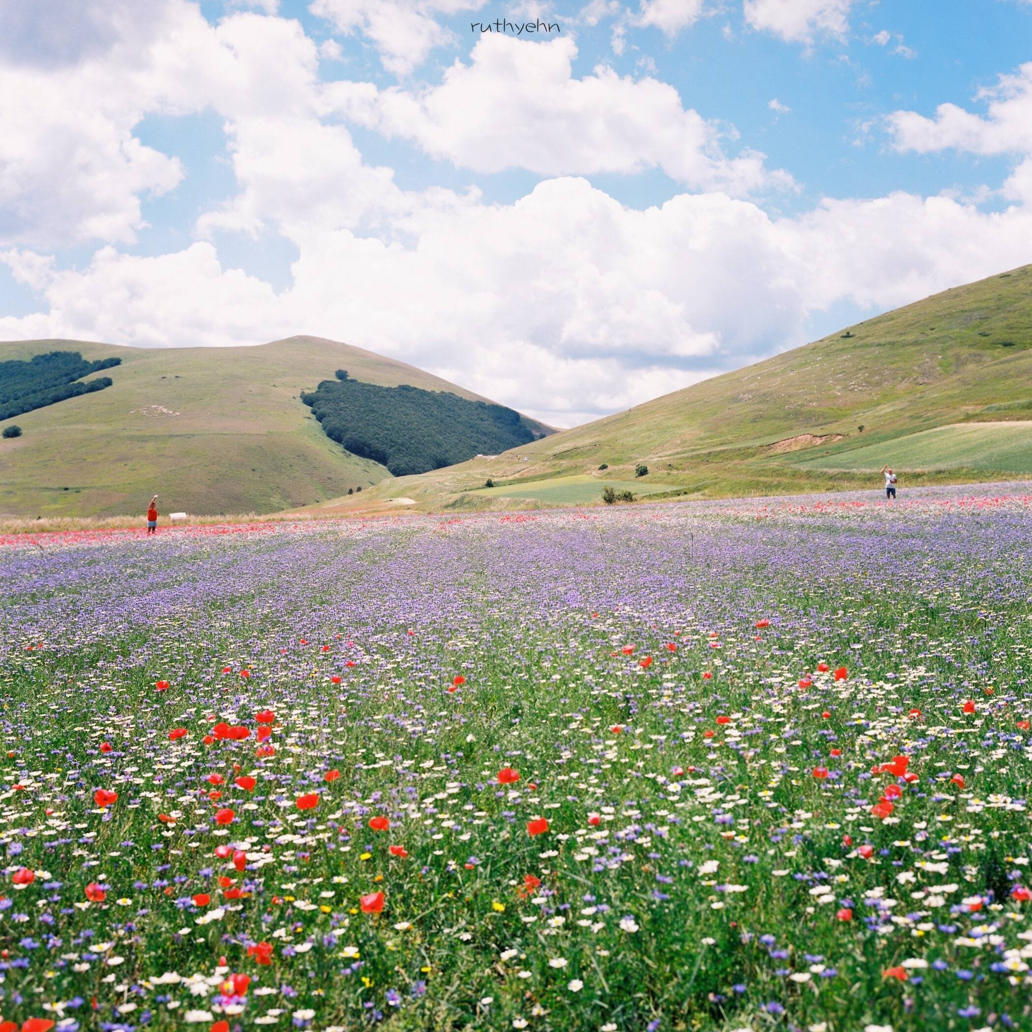 唯美壁纸花朵图片壁纸预览