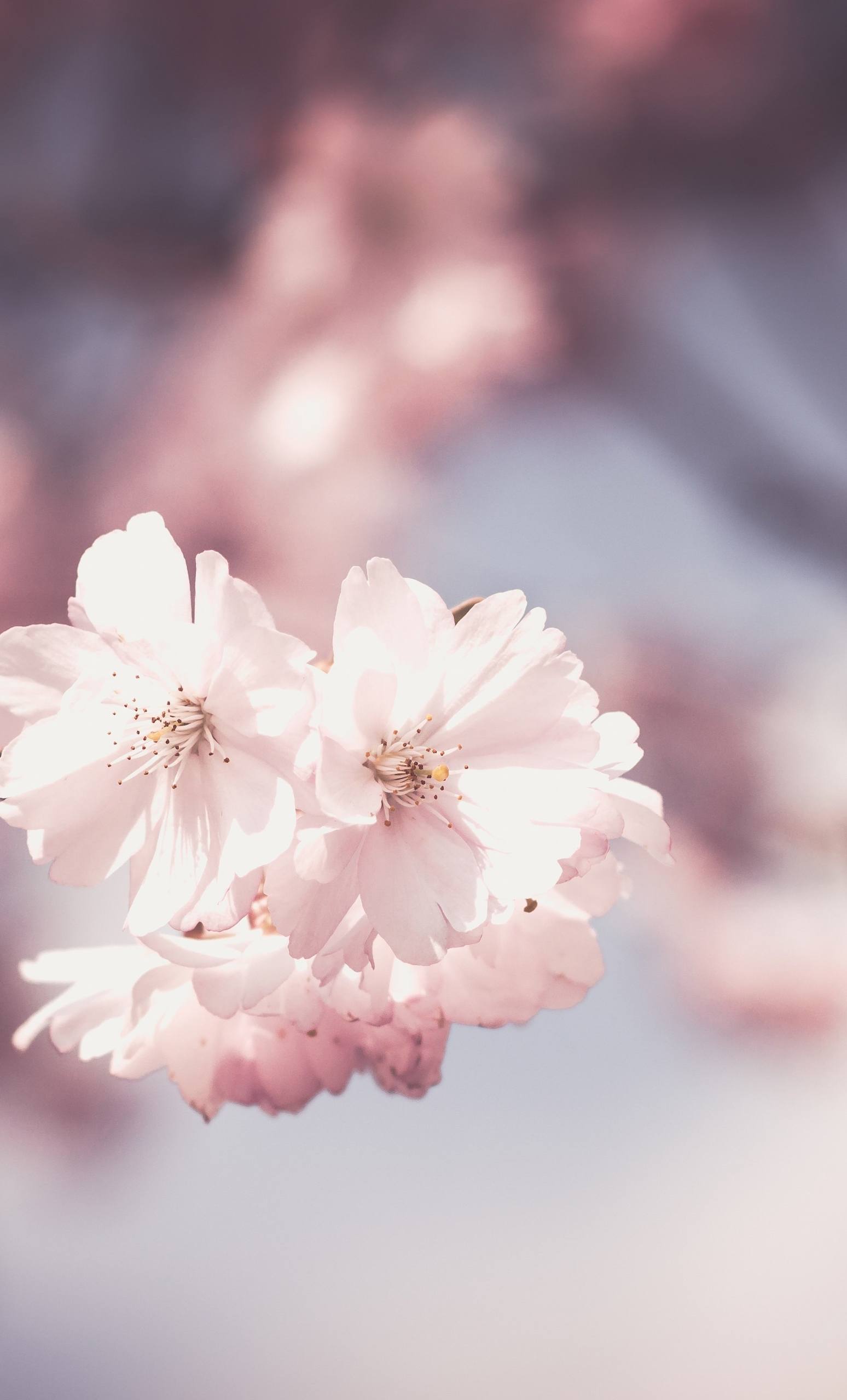 唯美花朵图片高清壁纸壁纸预览