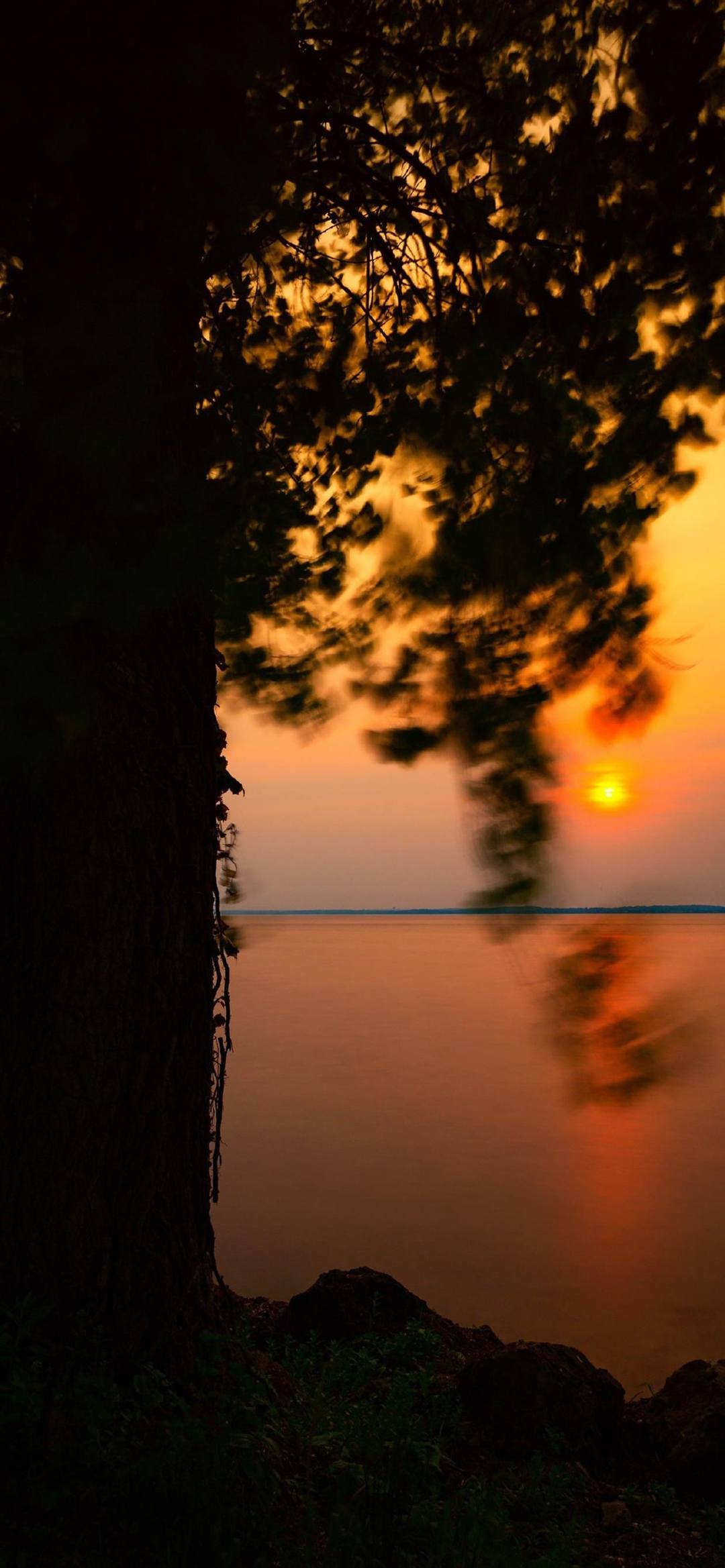 唯美花朵壁纸ins壁纸预览
