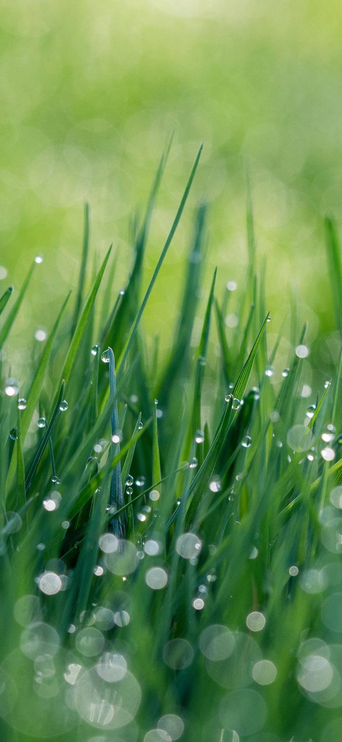 唯美花朵手机壁纸壁纸预览