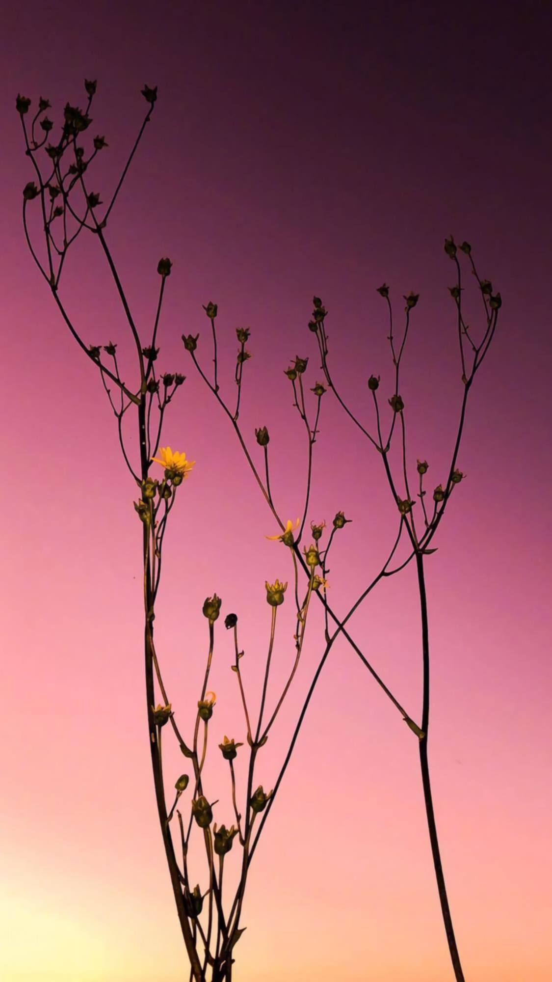 唯美花朵满屏桃红色壁纸壁纸预览