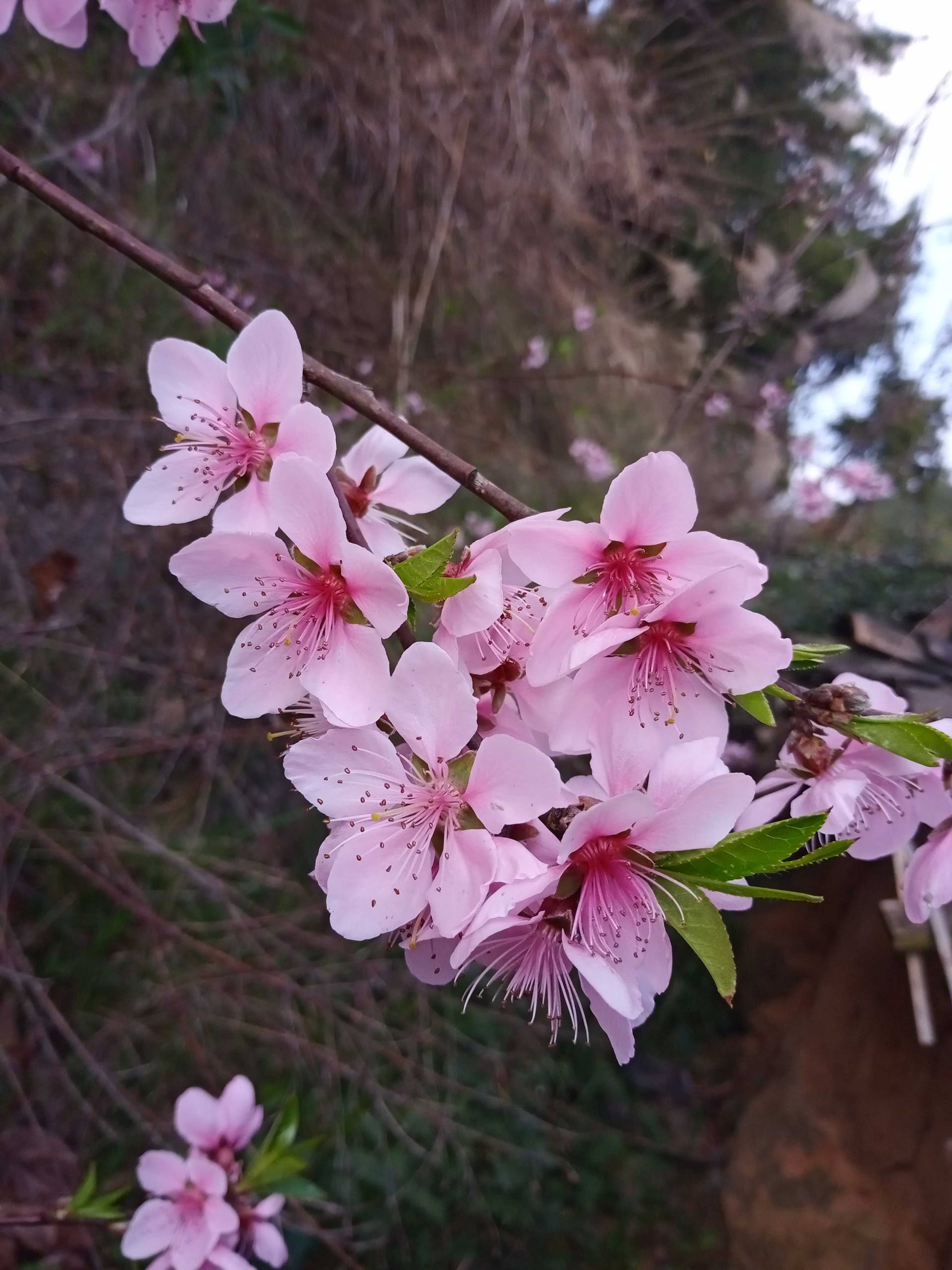 四季花朵唯美壁纸壁纸预览