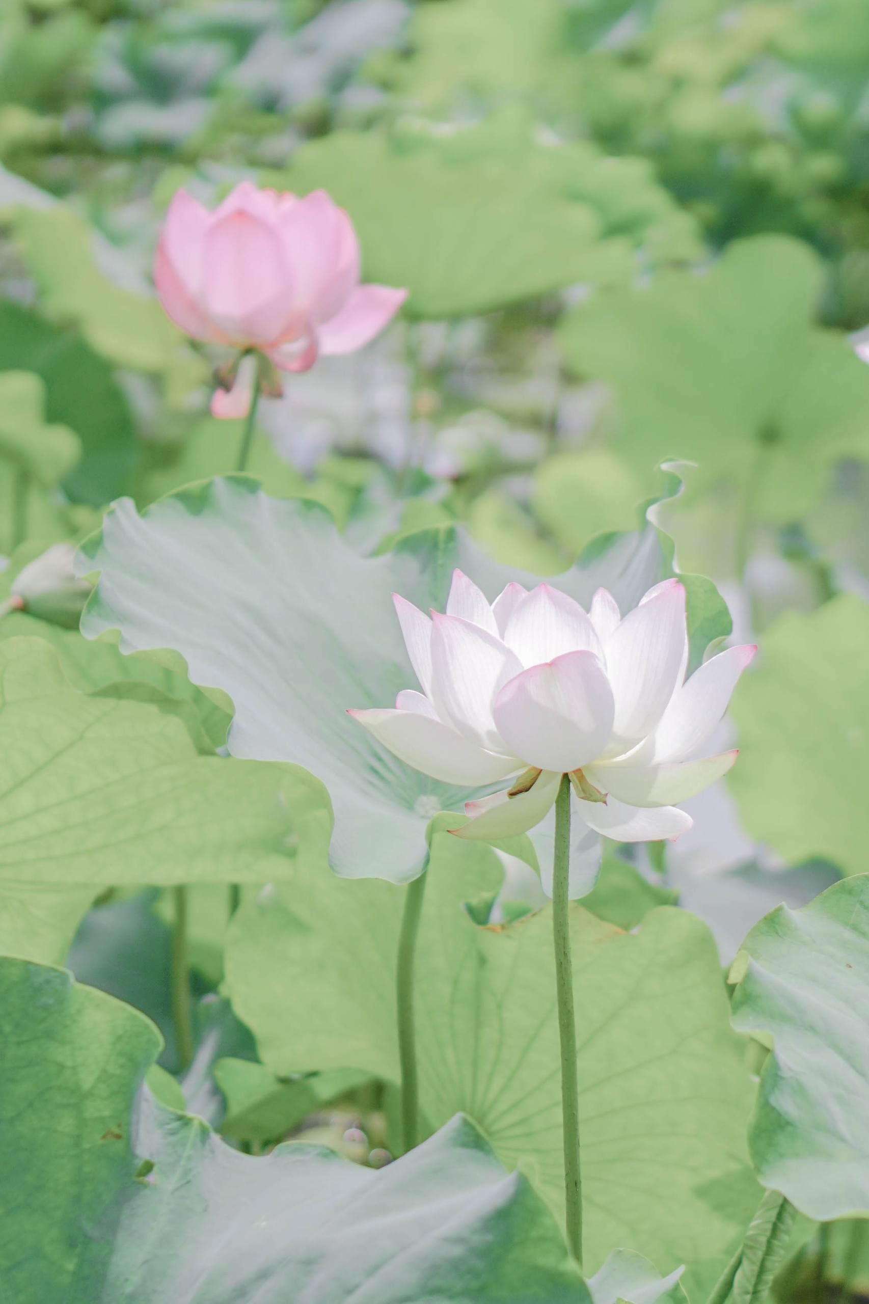 国风水墨画花朵壁纸壁纸预览