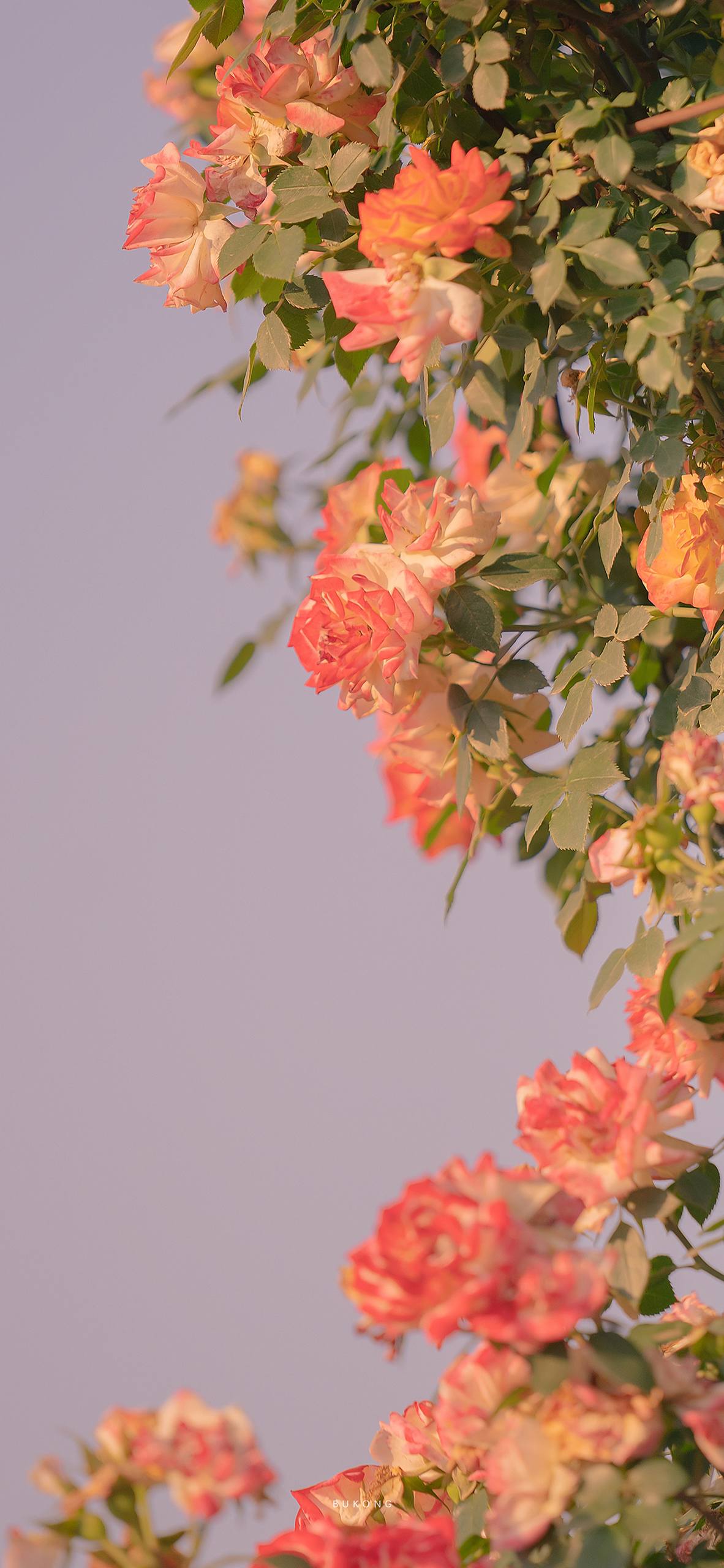 图片壁纸治愈花朵可爱女壁纸预览