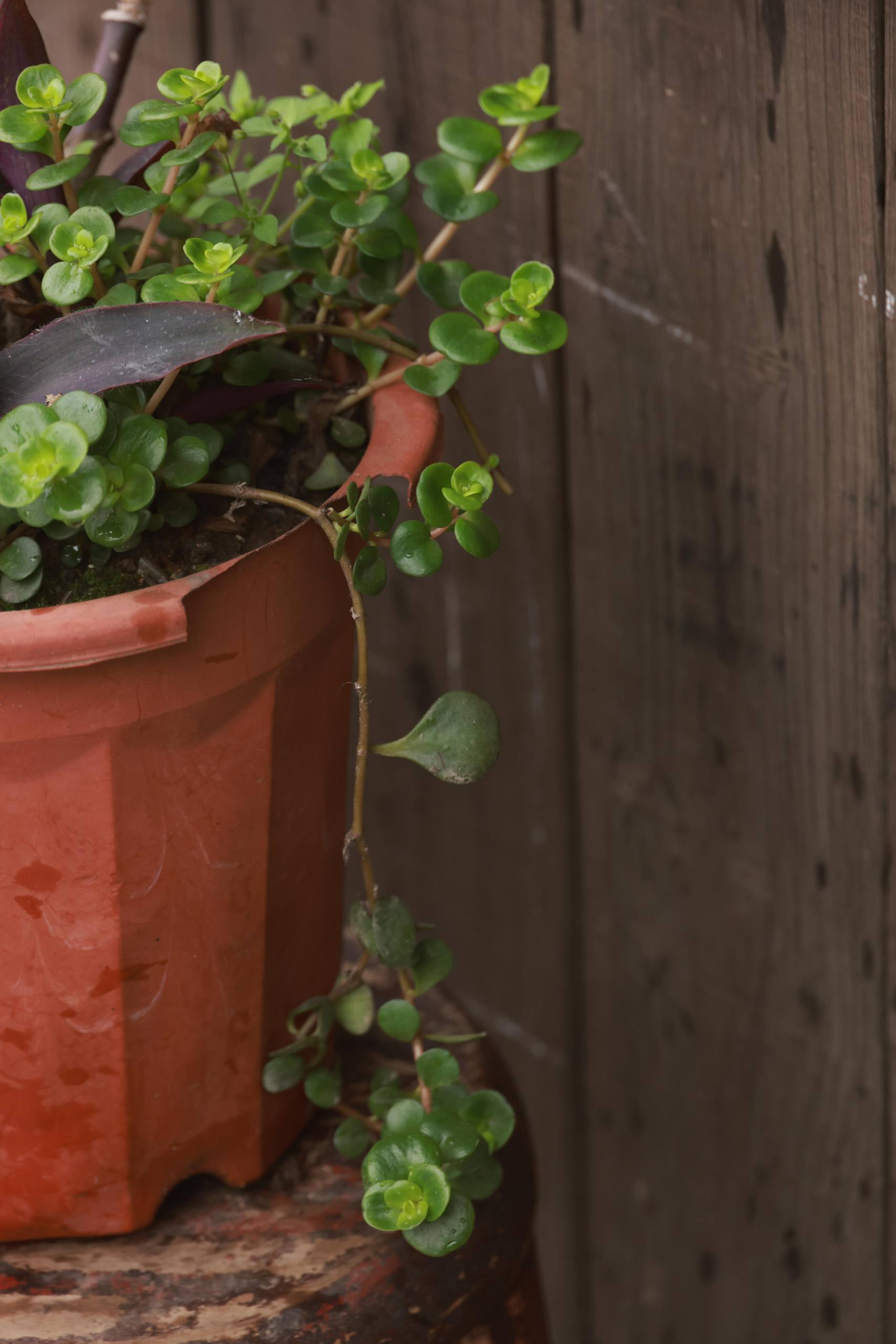 图片素材花朵壁纸高清壁纸预览