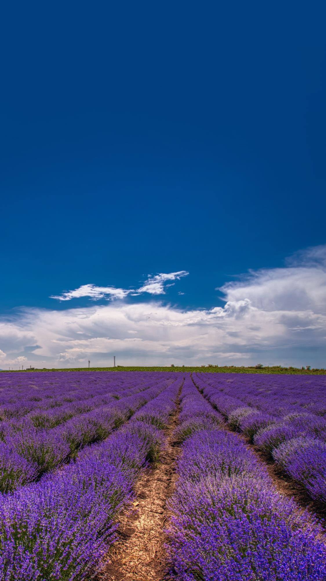 图片花朵横屏壁纸壁纸预览
