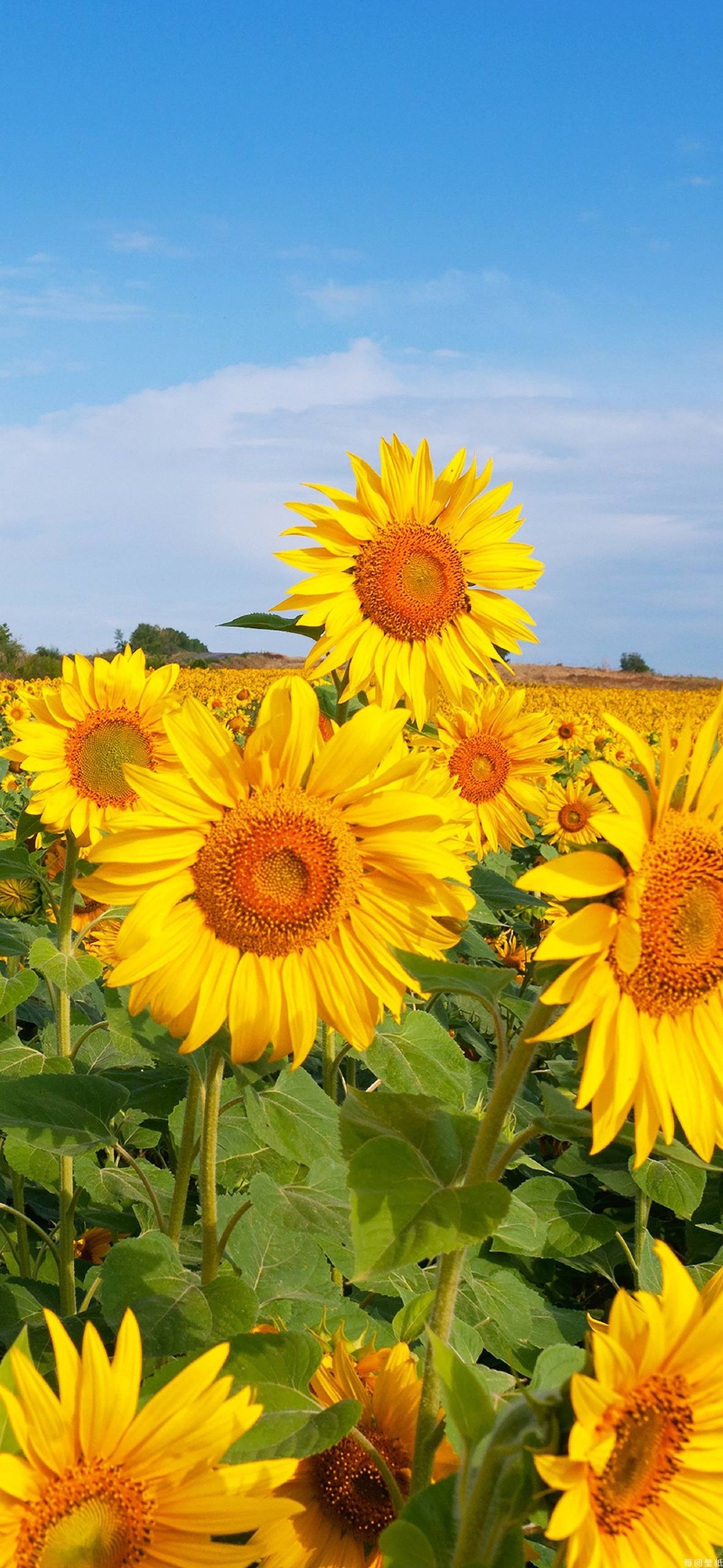 墙壁纸立体花朵壁纸预览