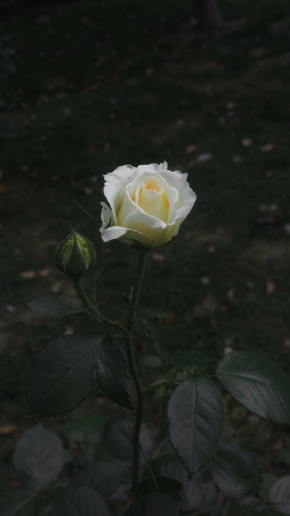 壁纸ins花朵高级质感壁纸预览