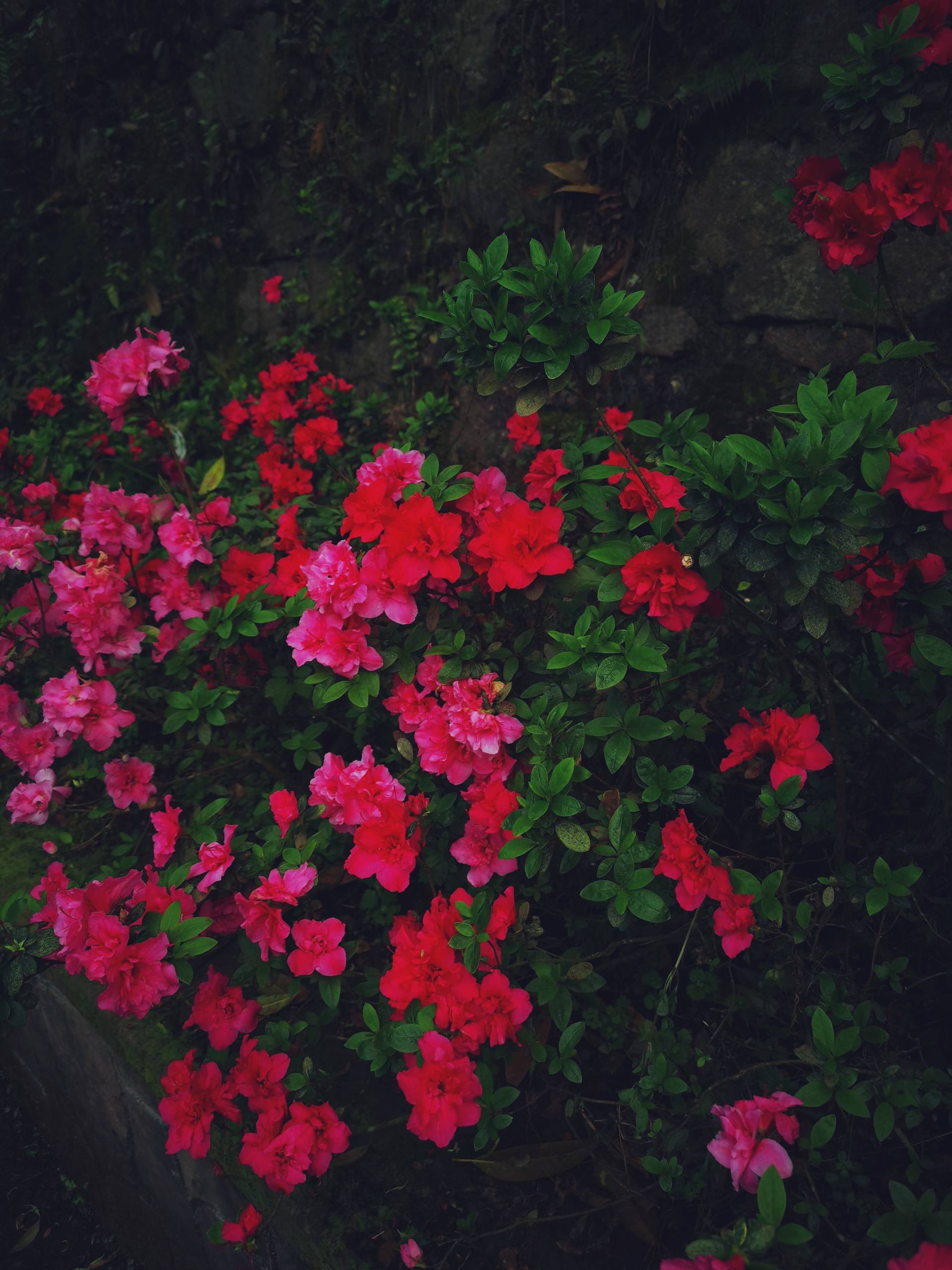 壁纸全屏高清唯美花朵壁纸预览