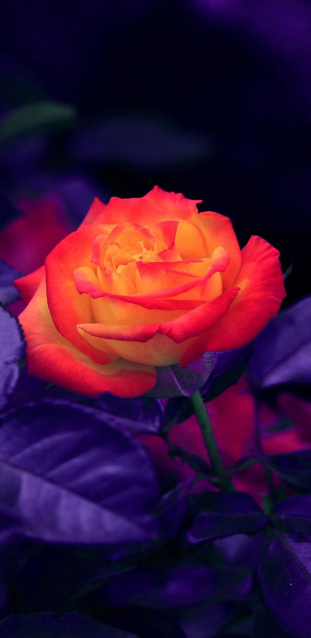 壁纸可爱花朵图片卡通版壁纸预览