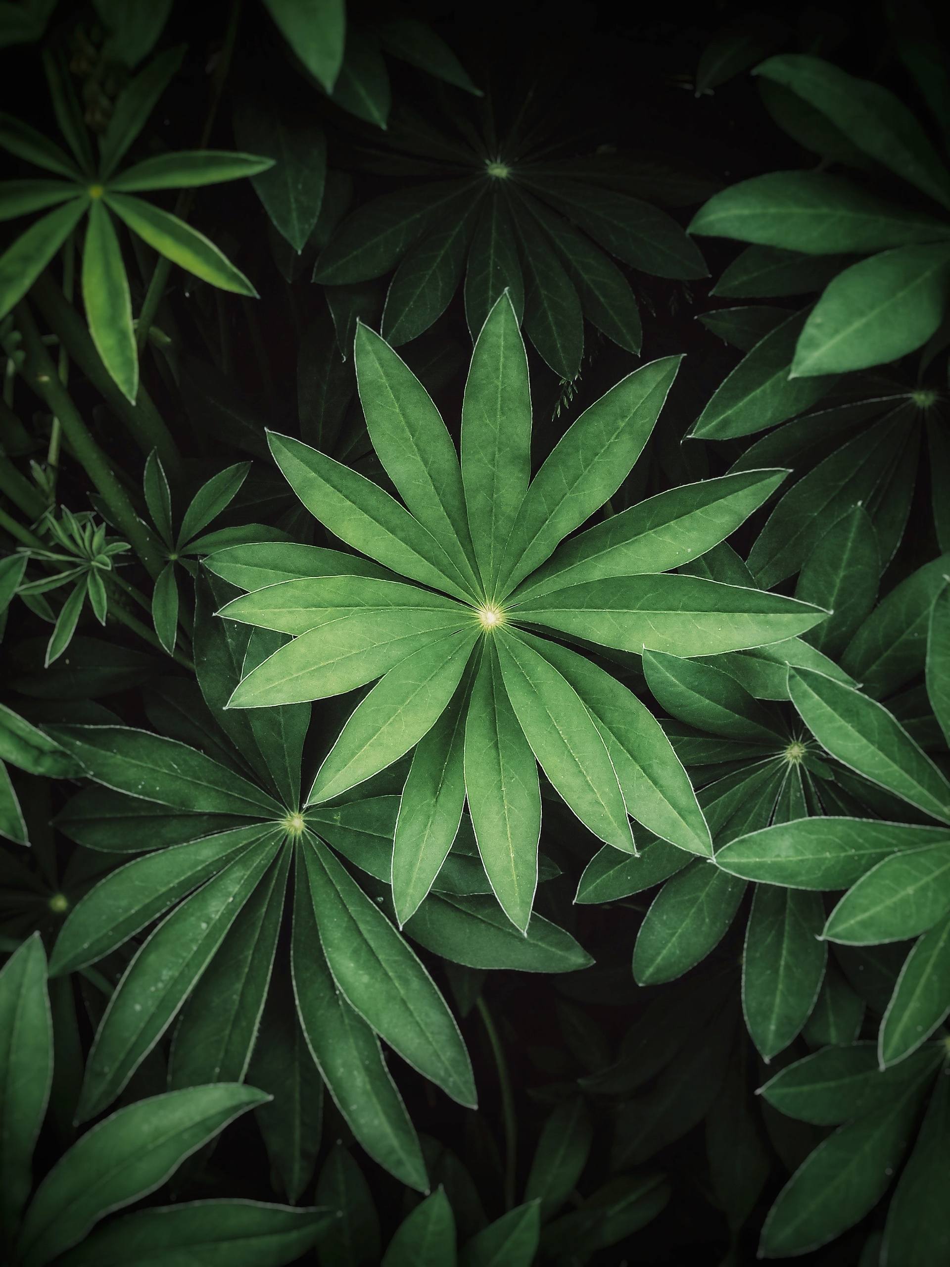 壁纸图片花朵壁纸预览