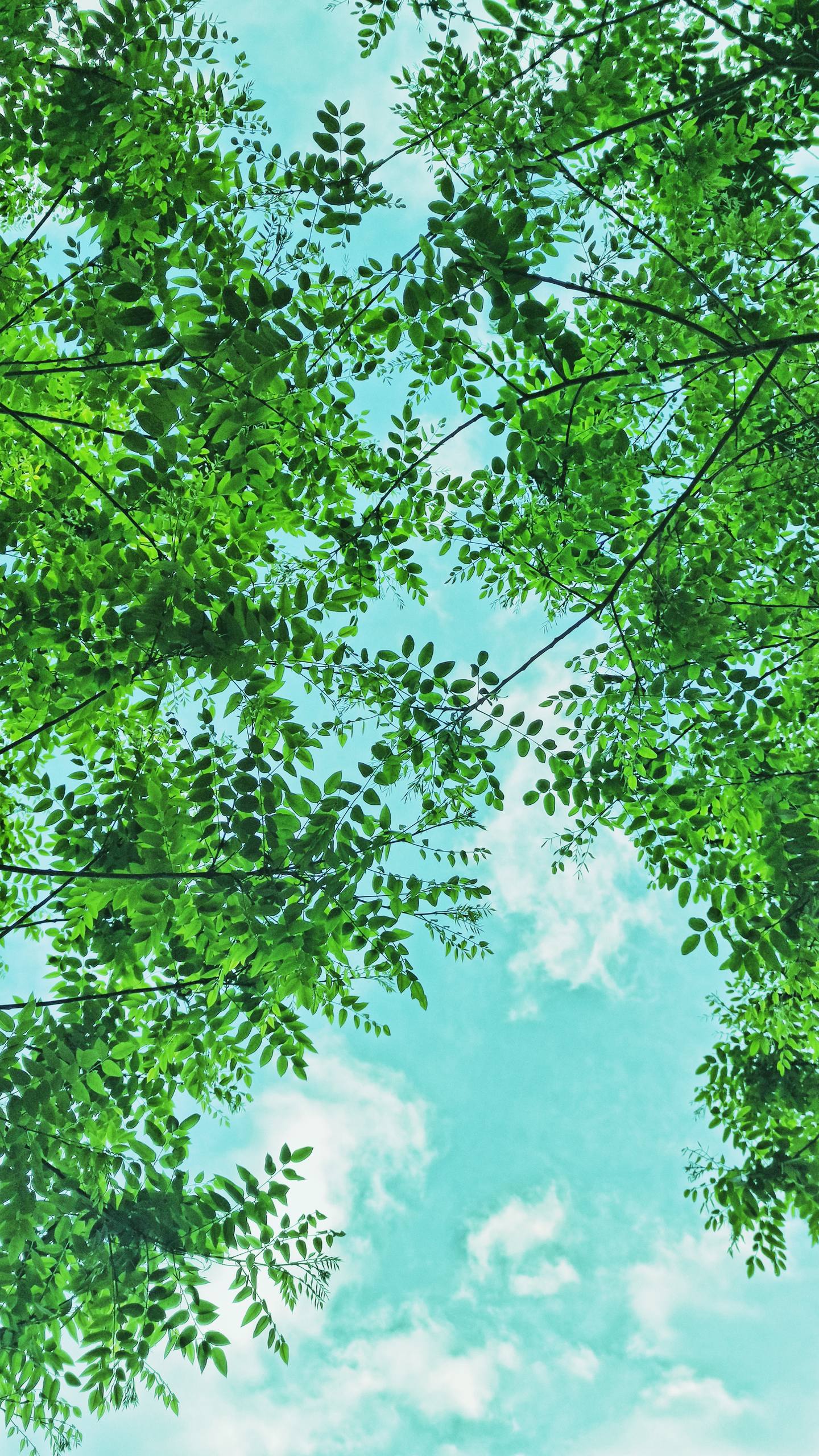 壁纸图片花朵教程新手壁纸预览