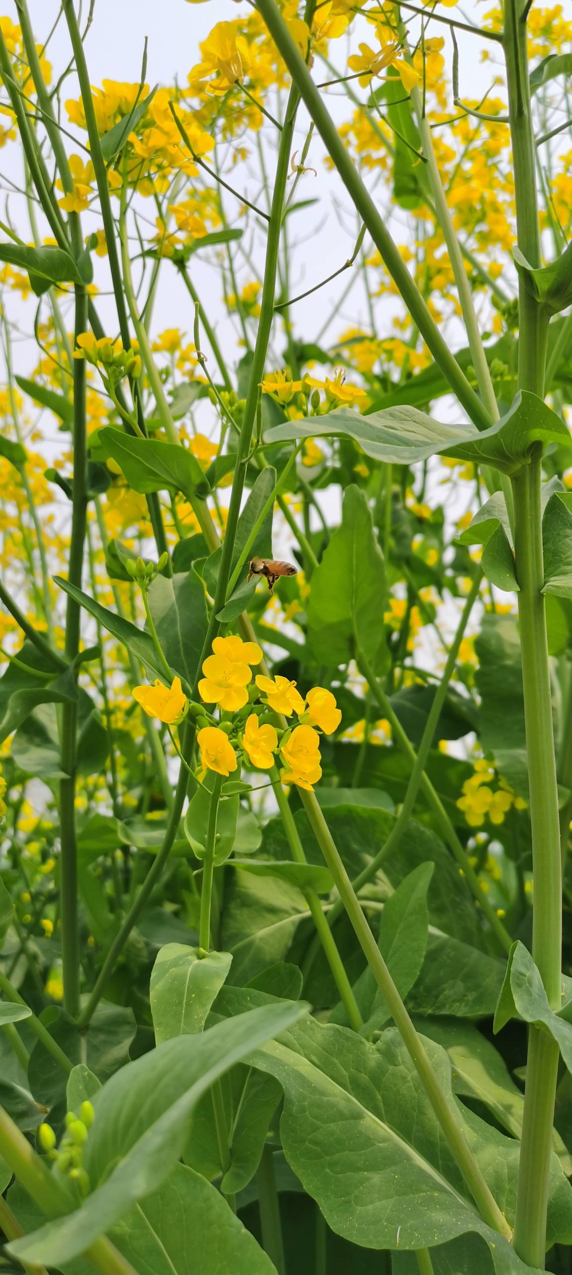 壁纸女生花朵动漫图片高清壁纸预览