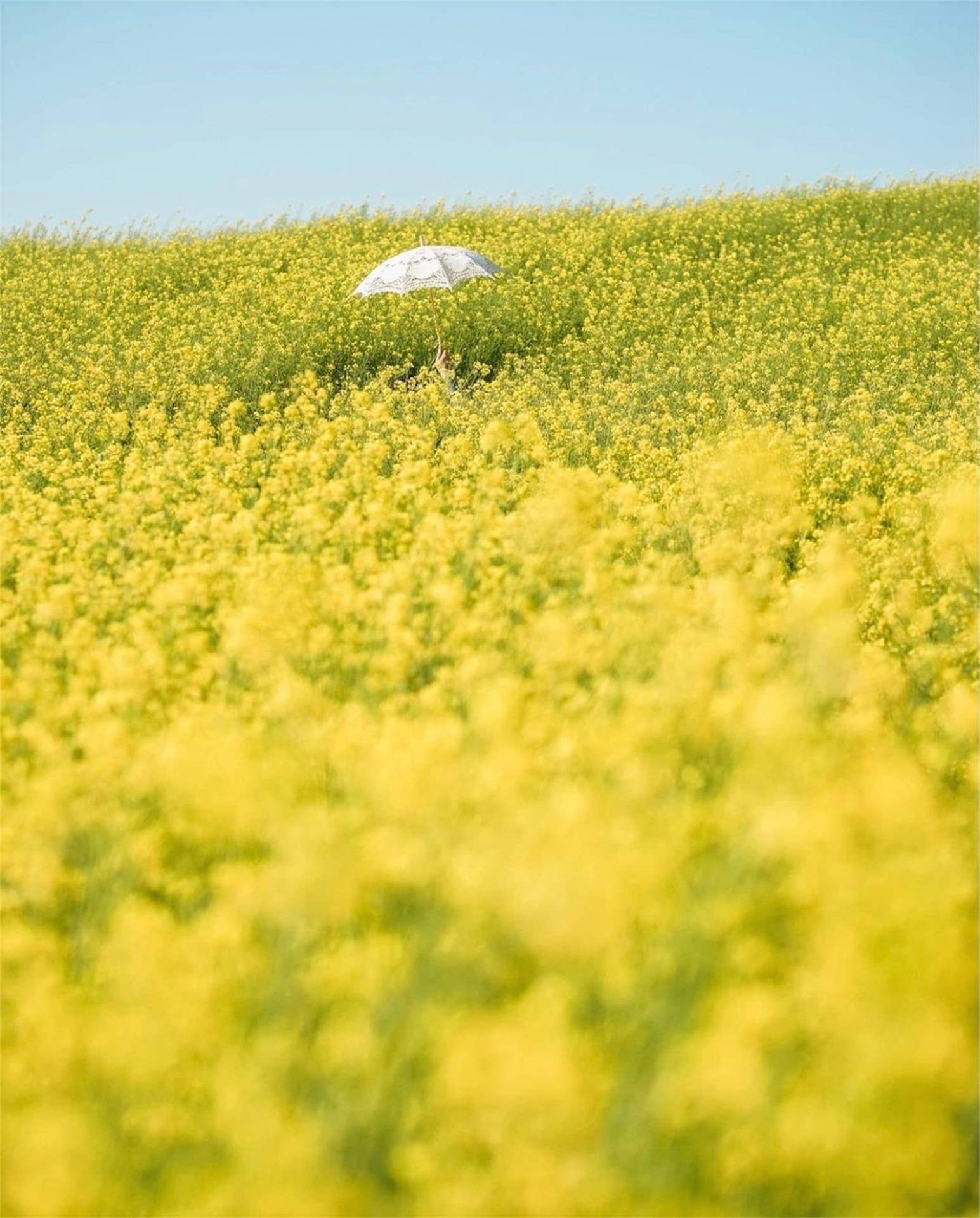壁纸小清新花朵大红壁纸预览