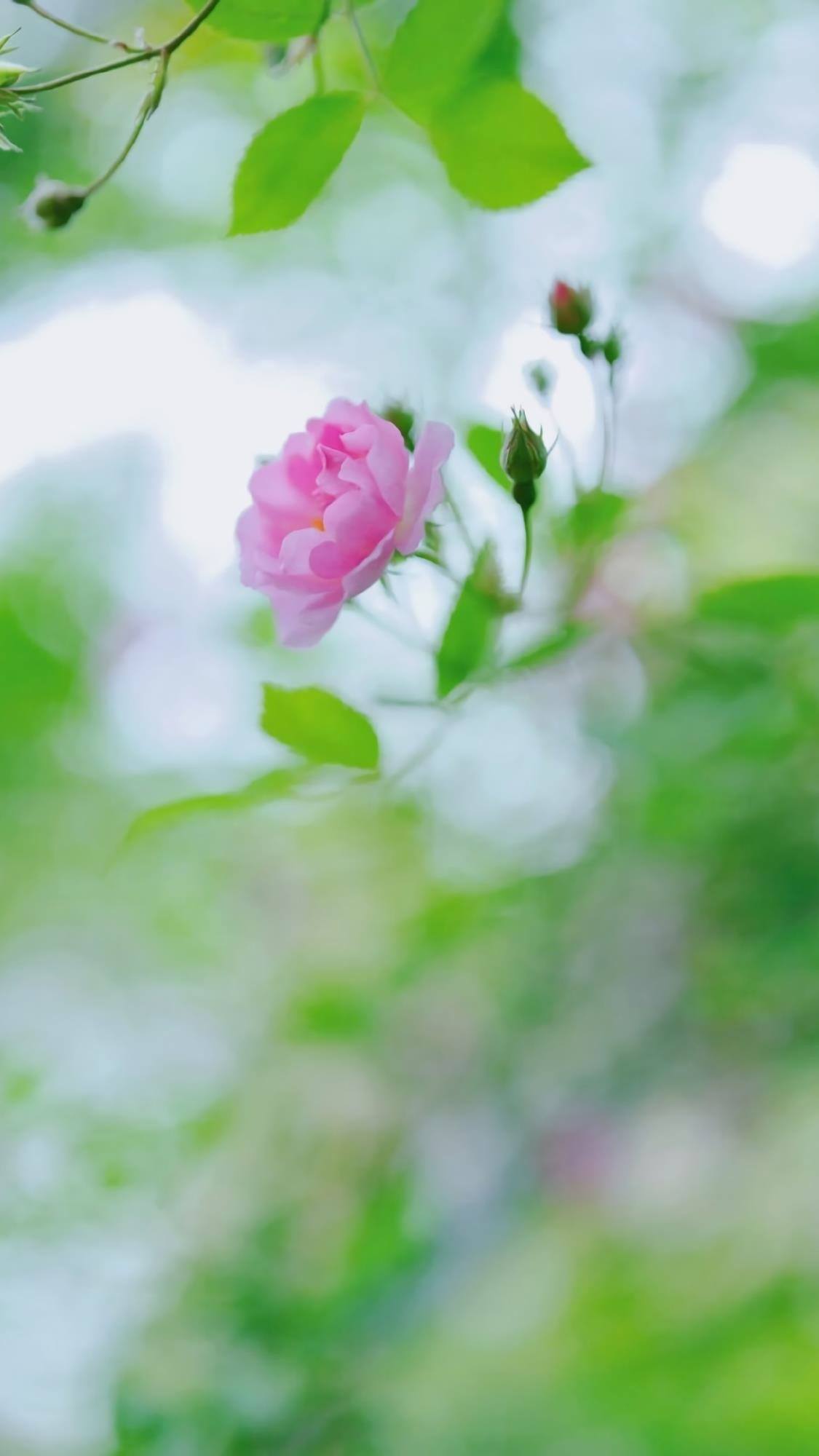 壁纸小花朵紫色连衣裙壁纸预览