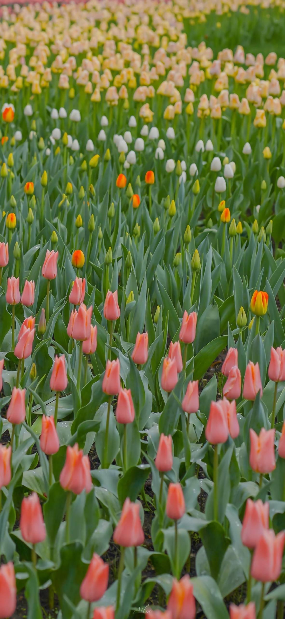 壁纸平板花朵女生专用可保存壁纸预览