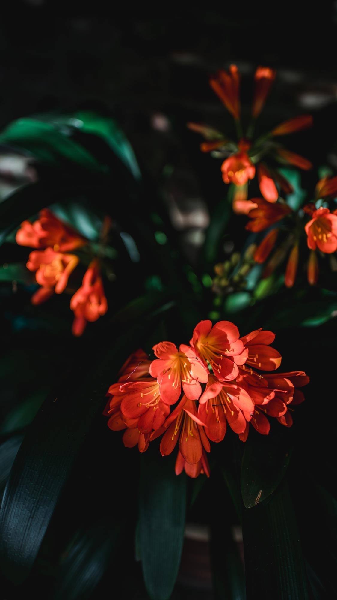 壁纸横屏花朵图文壁纸预览