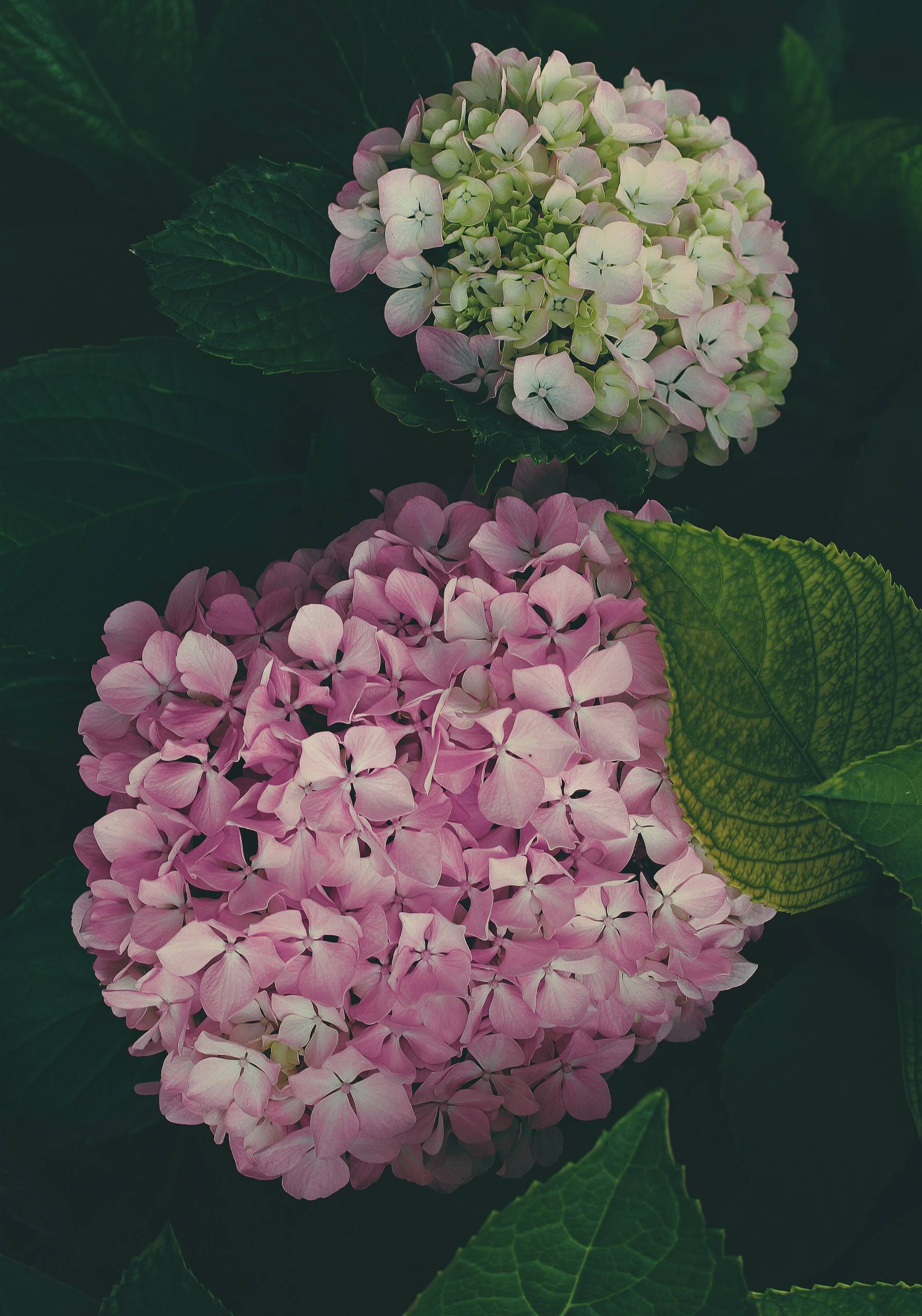 壁纸橡皮泥花朵壁纸预览