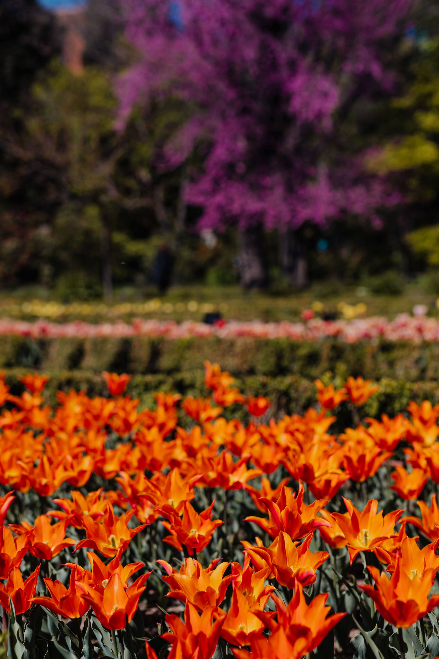 壁纸油画蓝色花朵怎么画壁纸预览