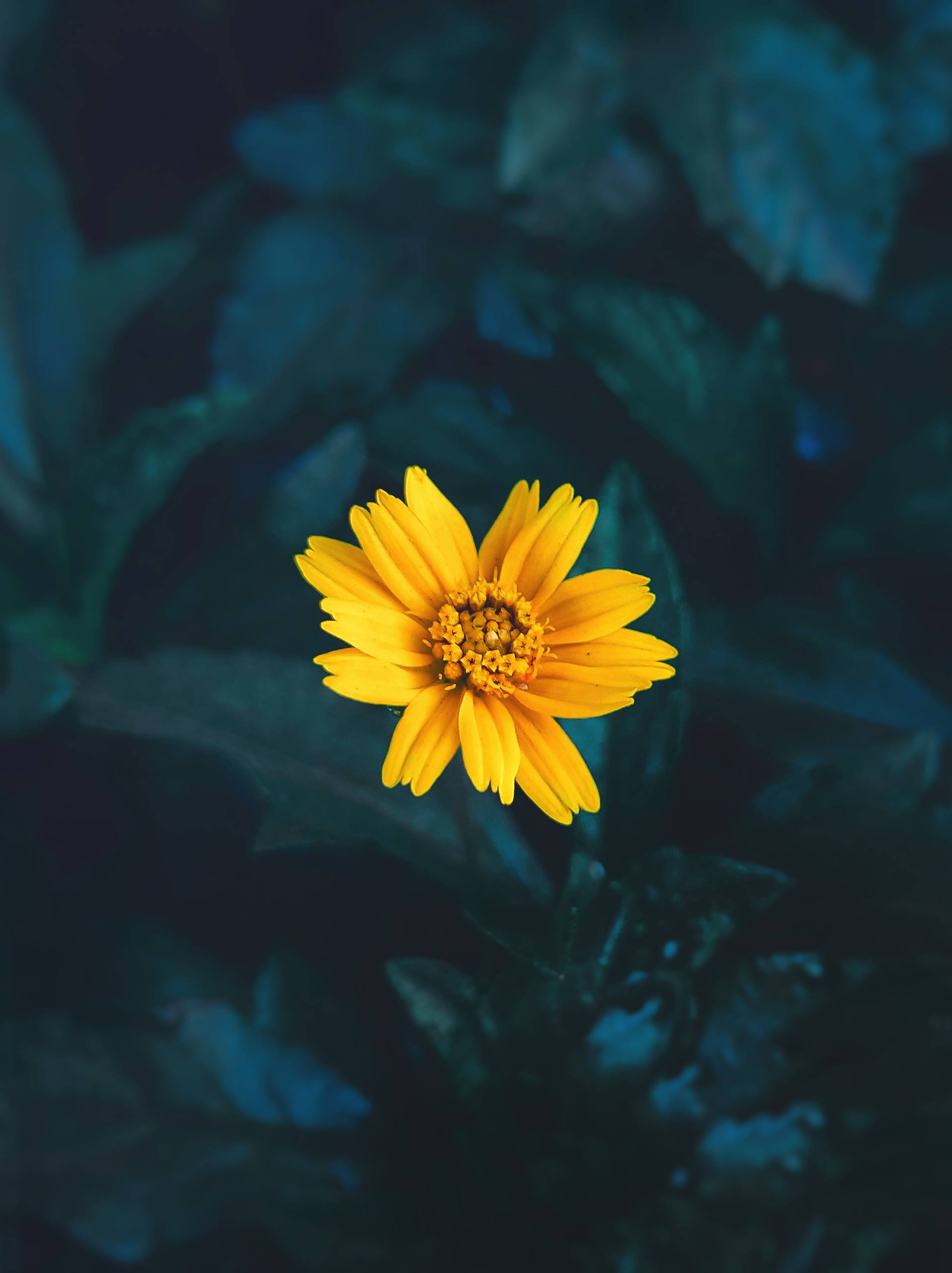 壁纸治愈系风景花朵壁纸预览