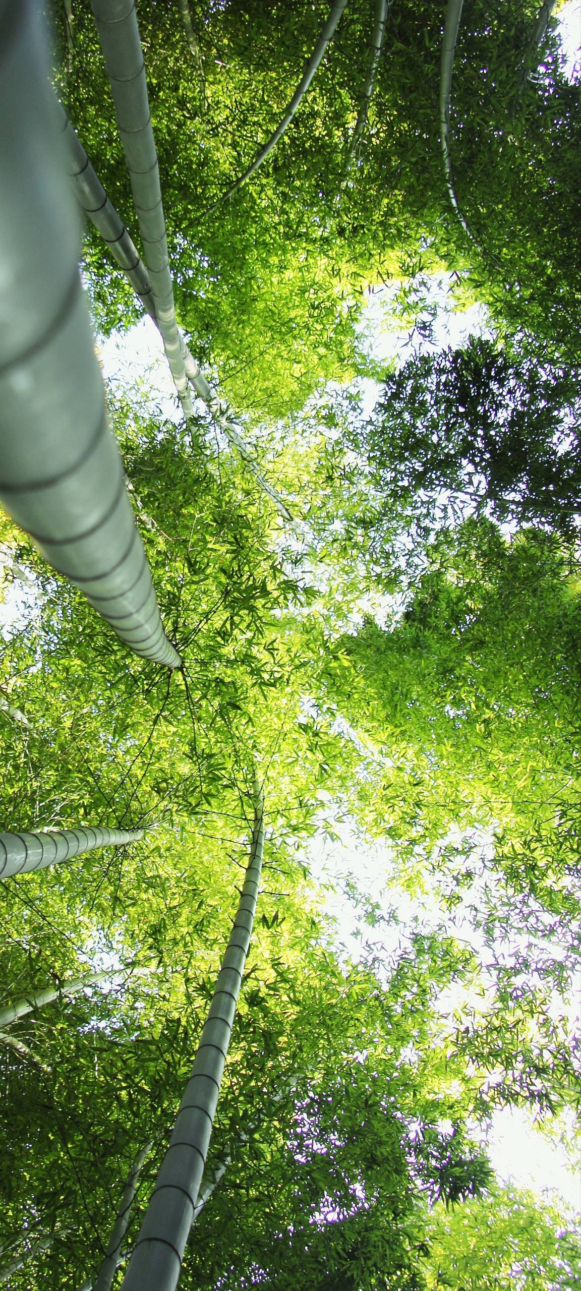 壁纸浪漫花朵壁纸预览