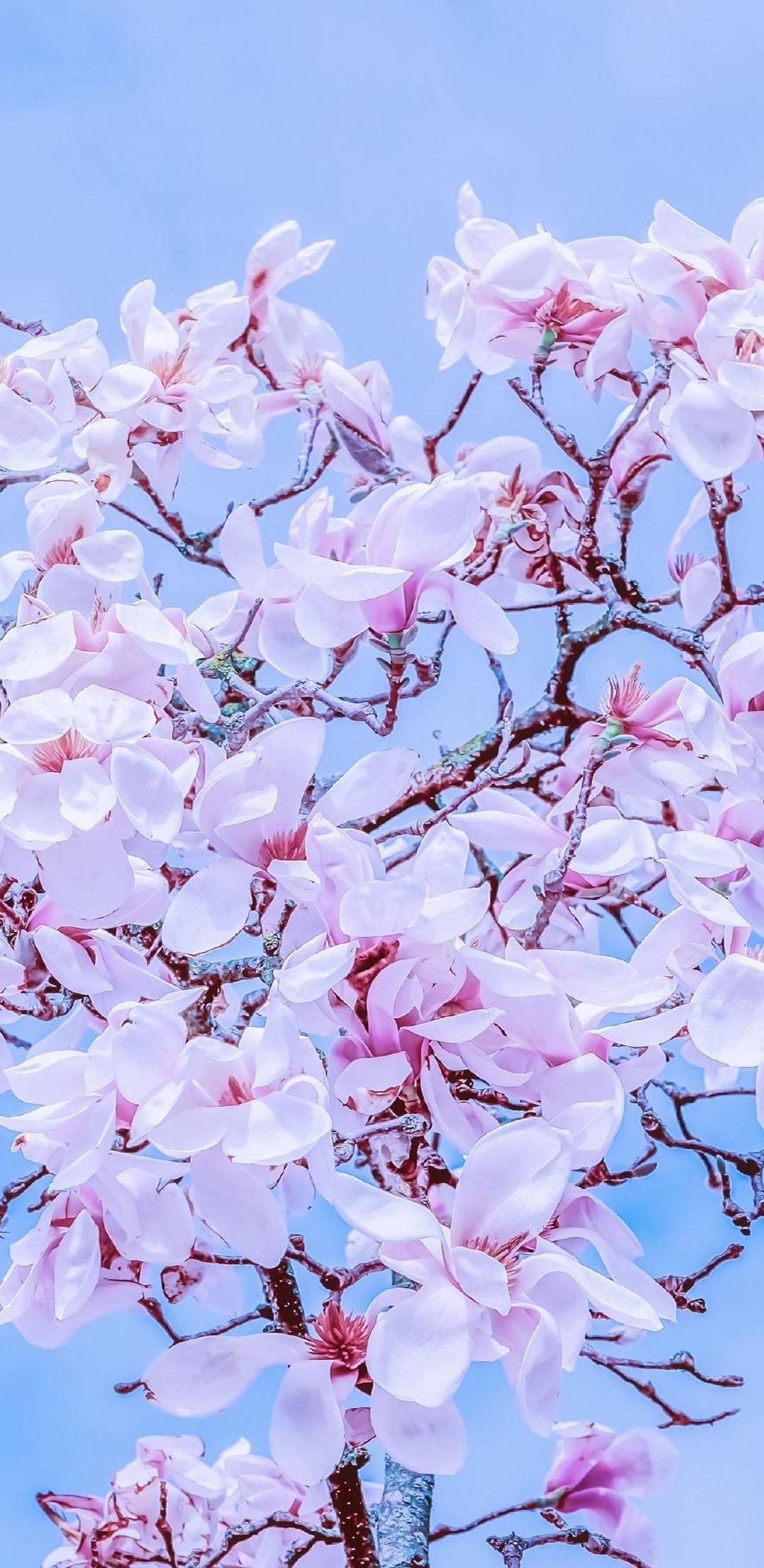 壁纸温馨花朵高清图片壁纸预览