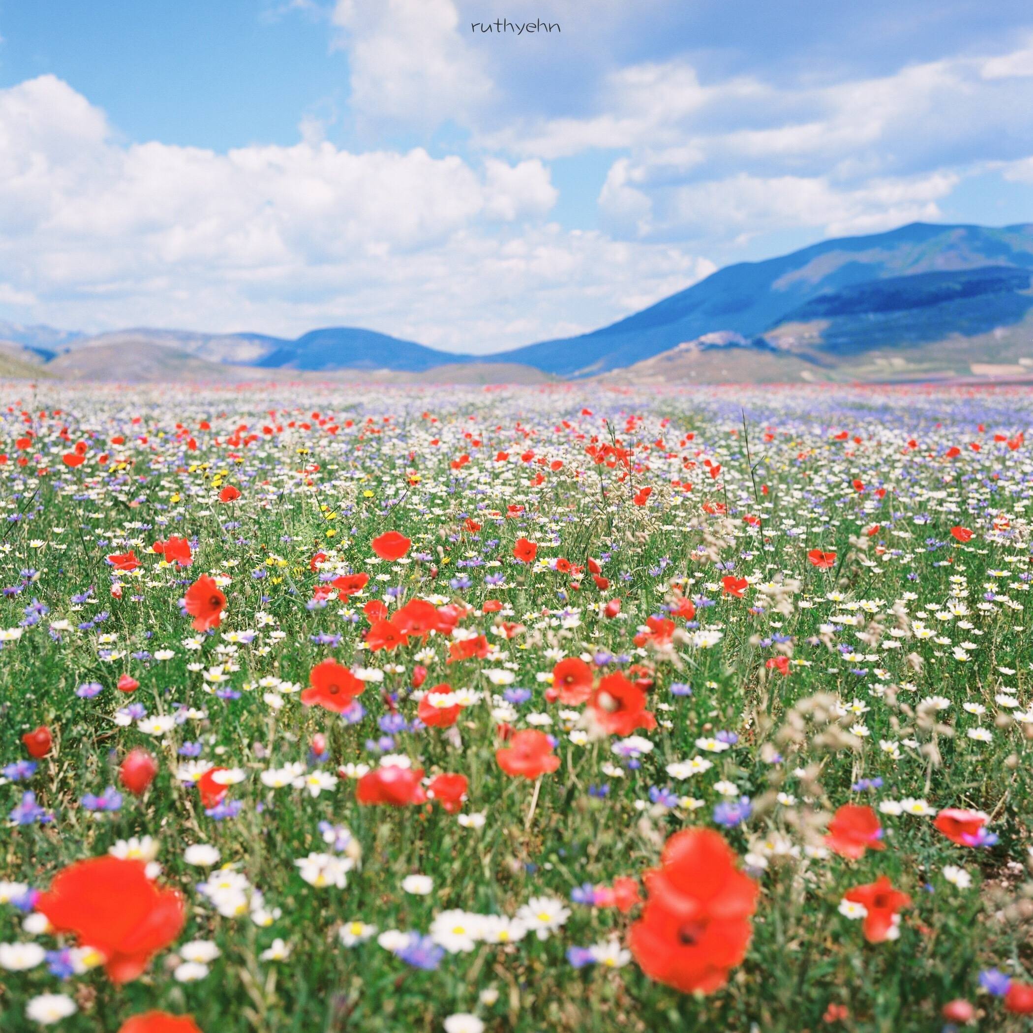 壁纸白色花朵壁纸预览