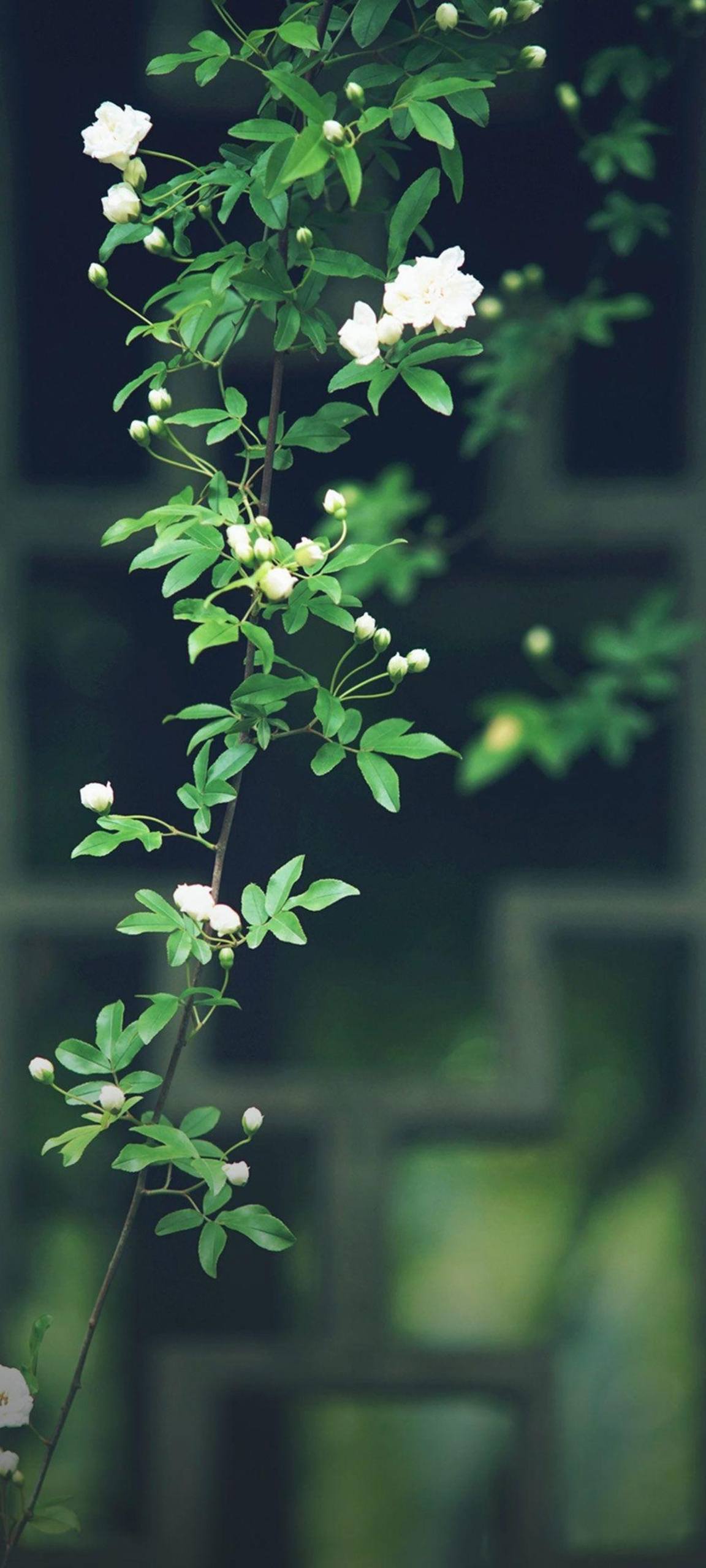 壁纸紫色花朵真实高清图壁纸预览