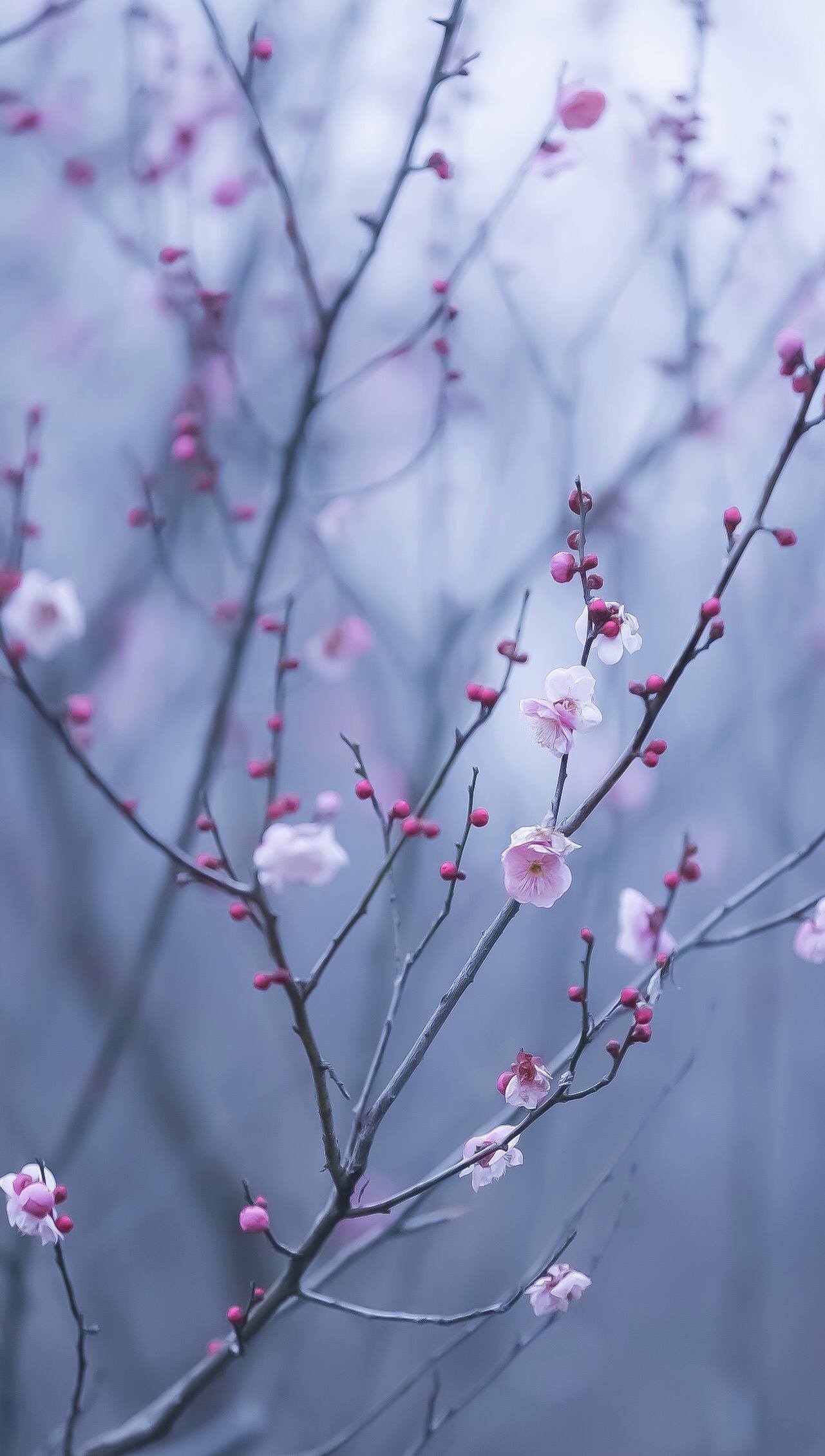 壁纸红色花朵图文素材壁纸预览