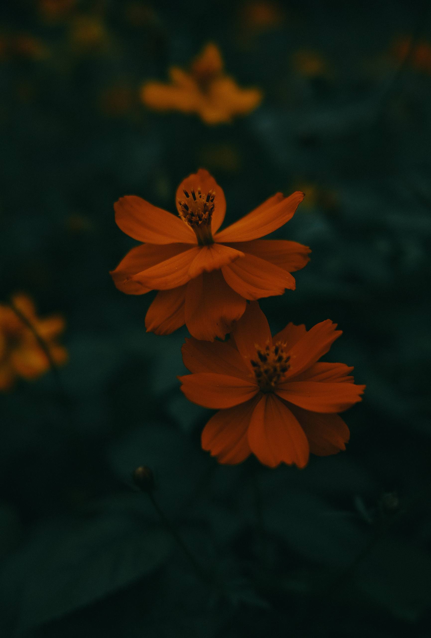 壁纸背景图高级花朵女生壁纸预览