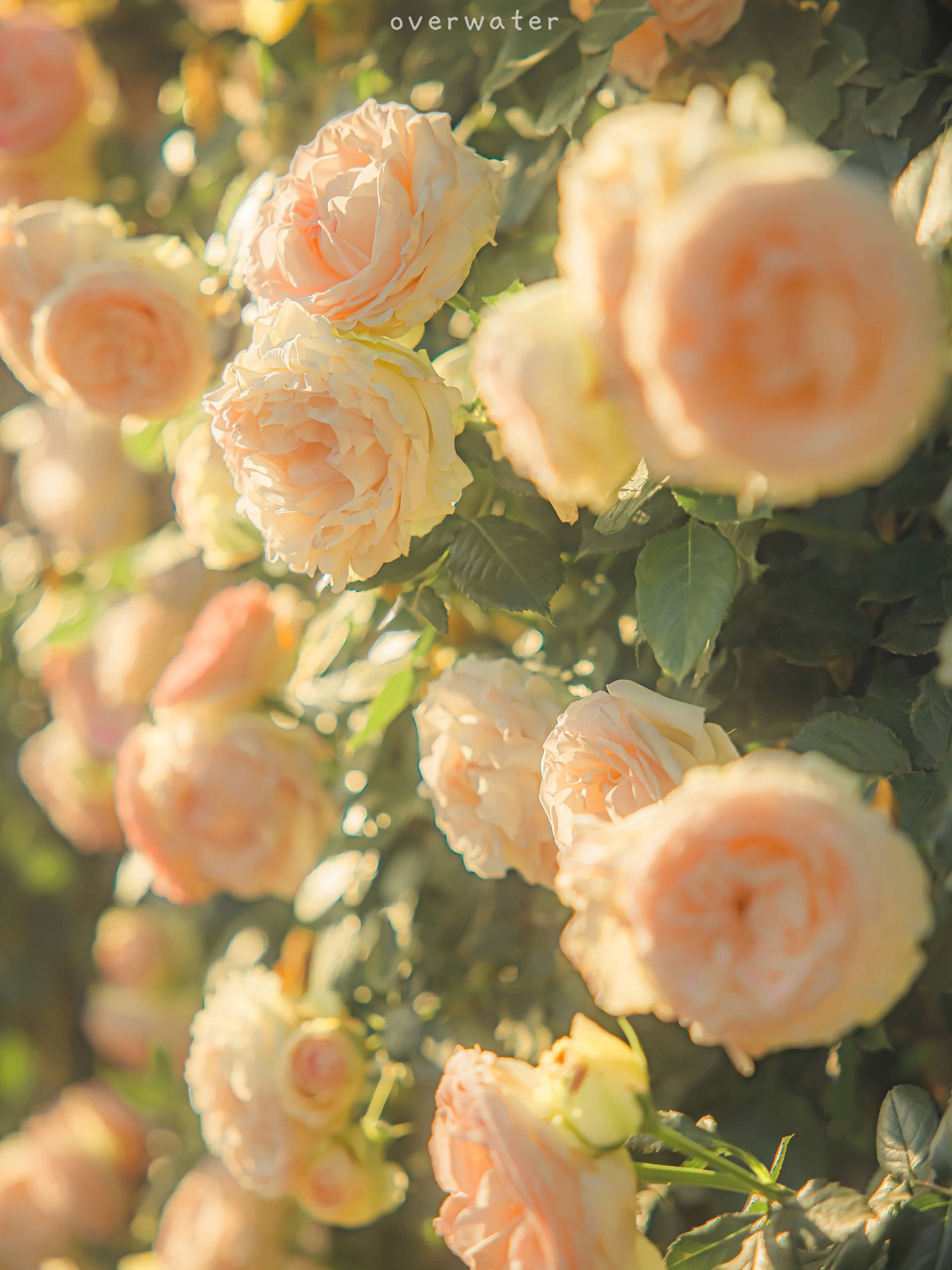 壁纸花朵图片图文素材大全壁纸预览