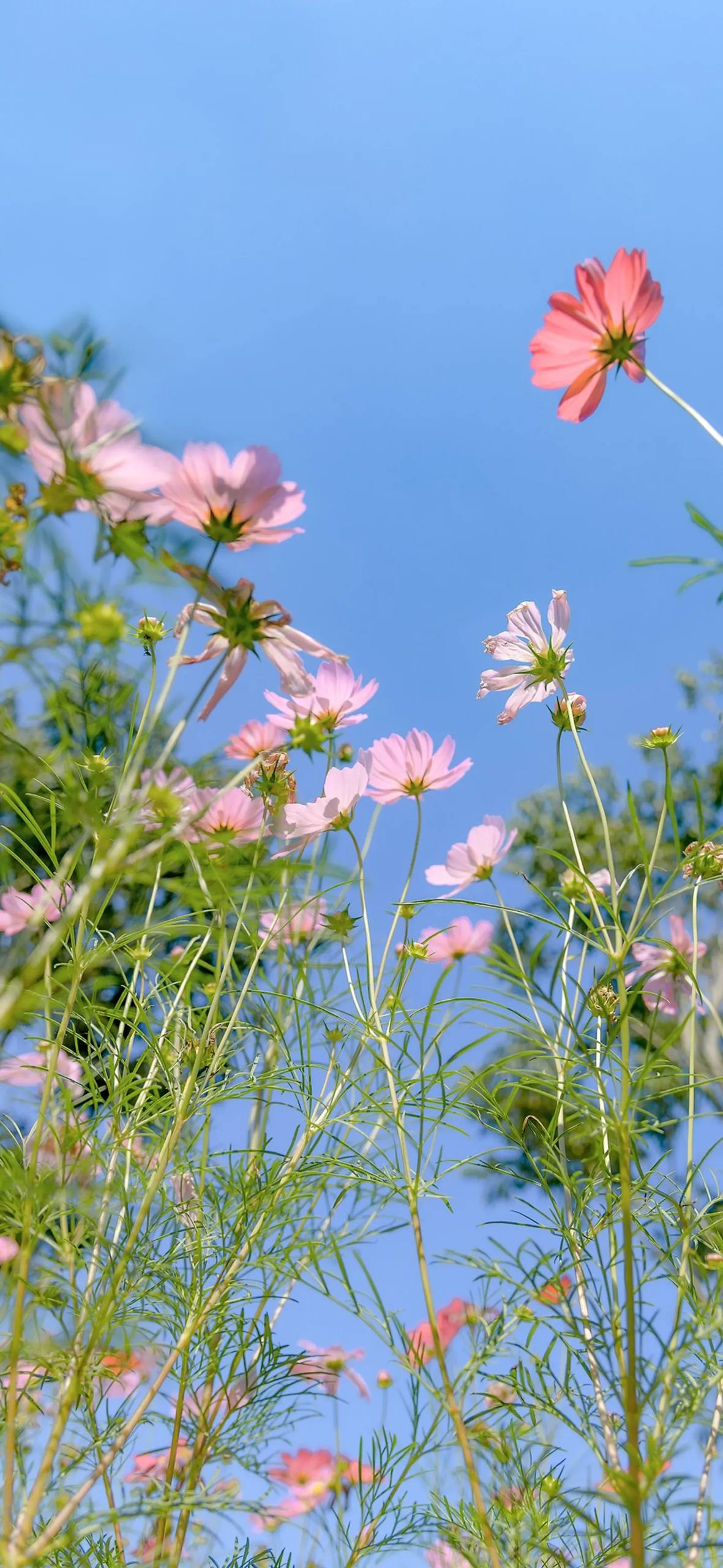壁纸花朵大朵花怎么做壁纸预览