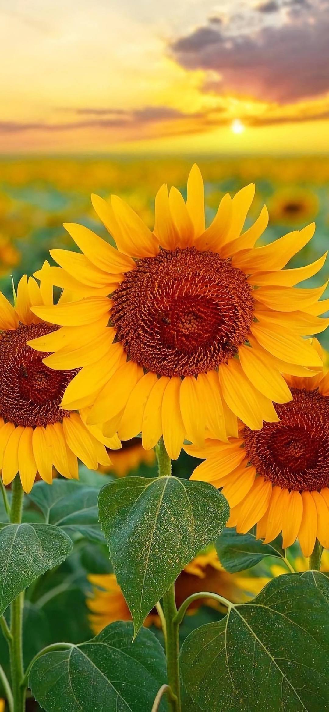 壁纸花朵好运图片高清壁纸预览