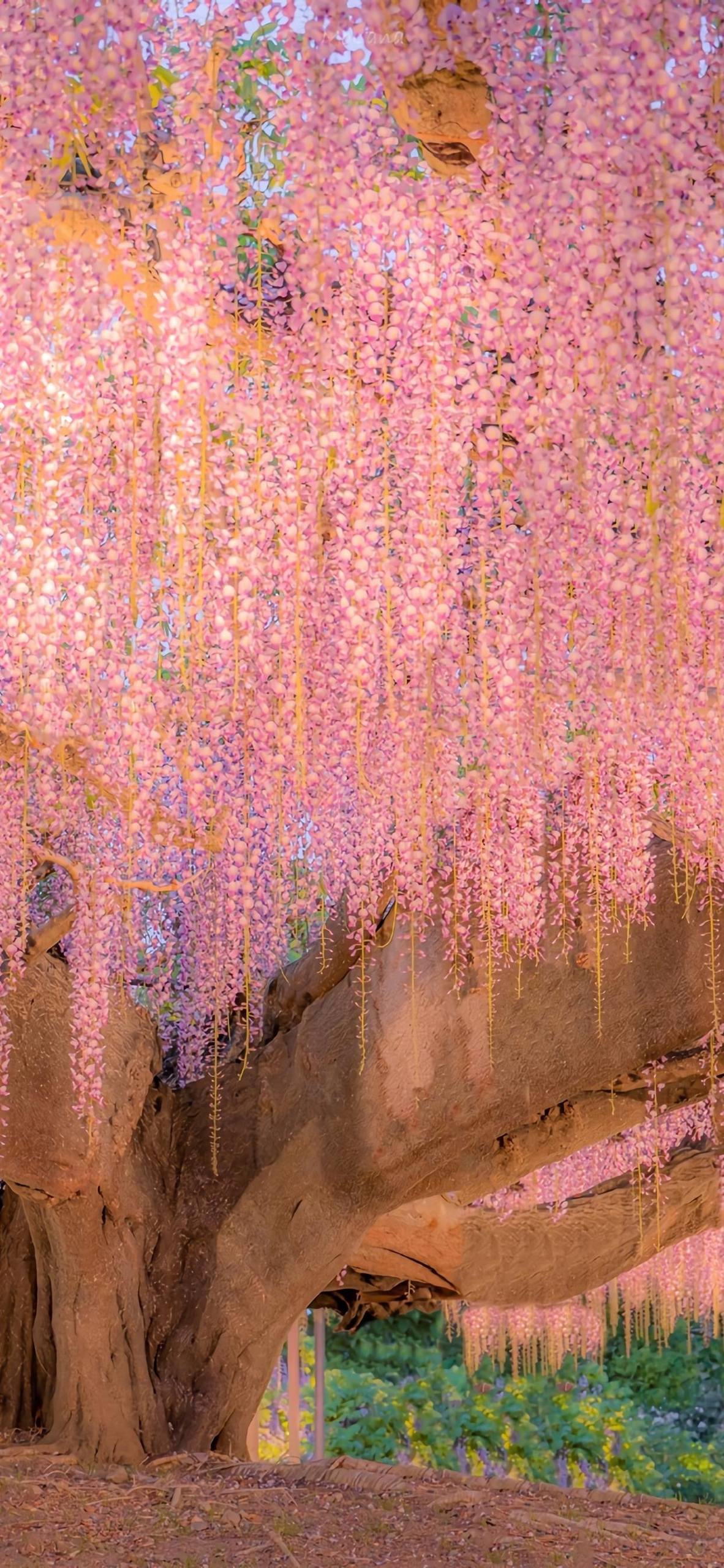 壁纸花朵油画满屏唯美壁纸预览