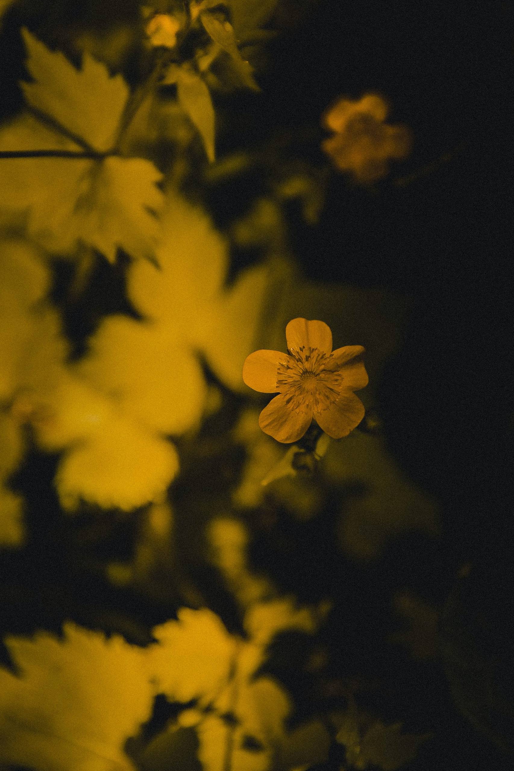 壁纸花朵治愈背景图高清壁纸预览