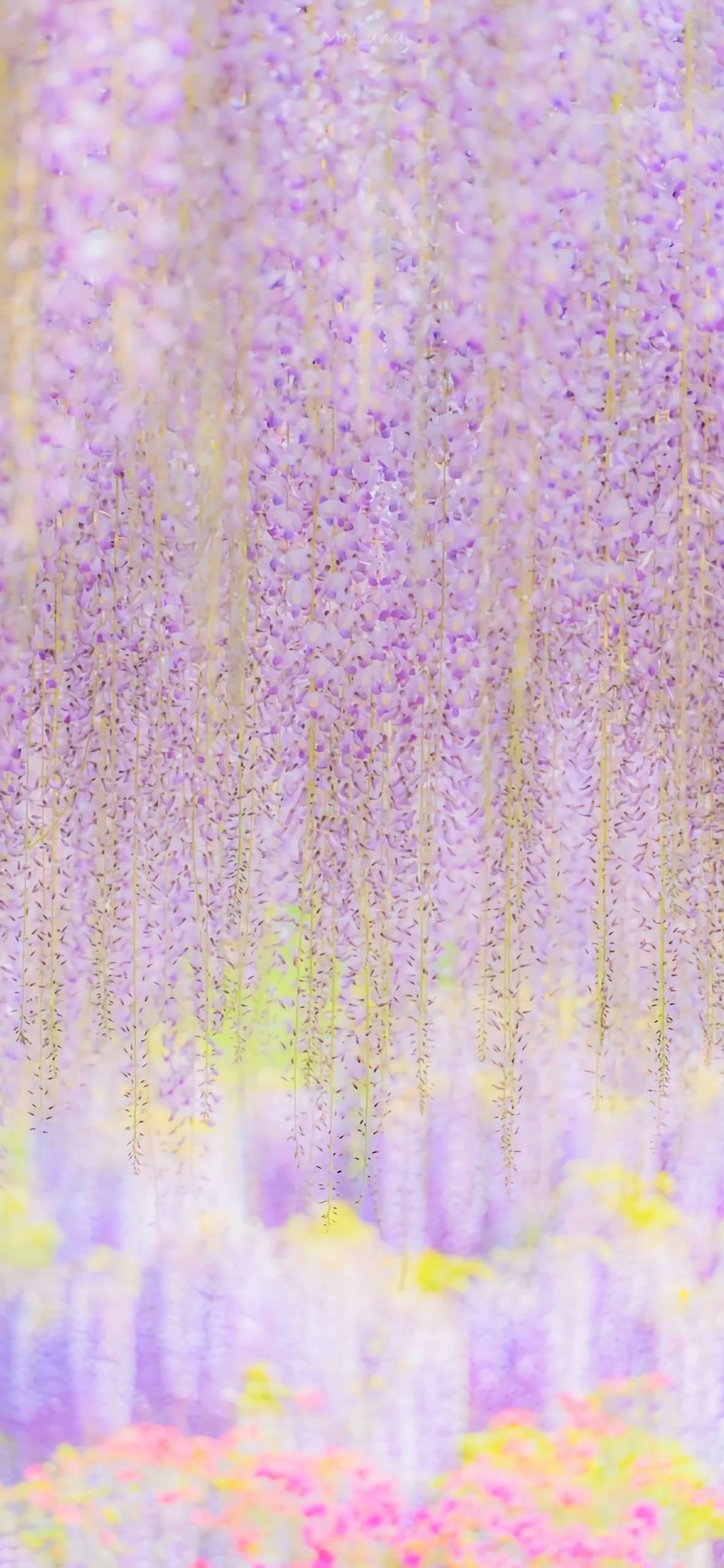 壁纸花朵满屏唯美肌理画壁纸预览